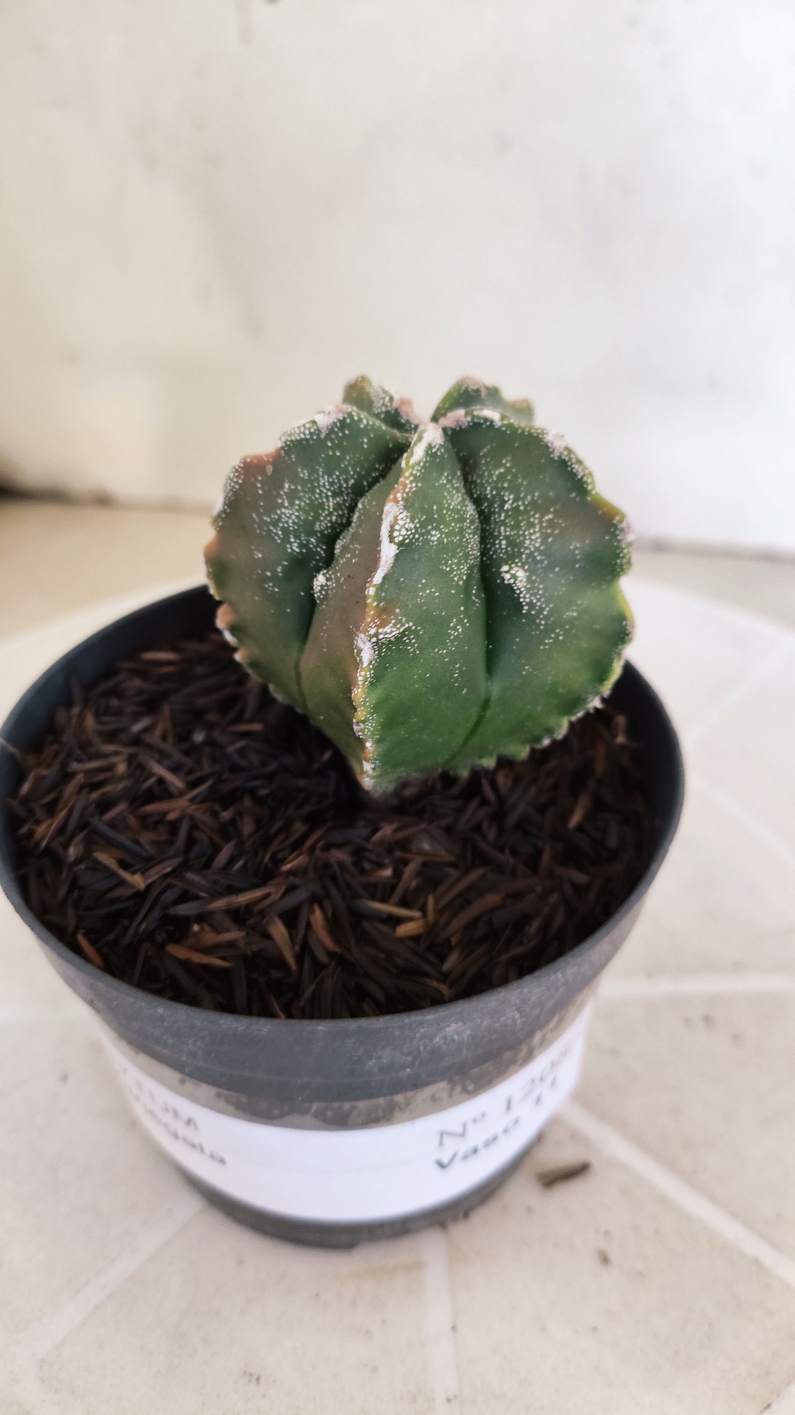 MATRIZ ASTROPHYTUM cv KIKKO "Fukuryu Variegata"  Nº 1208 – vaso 11