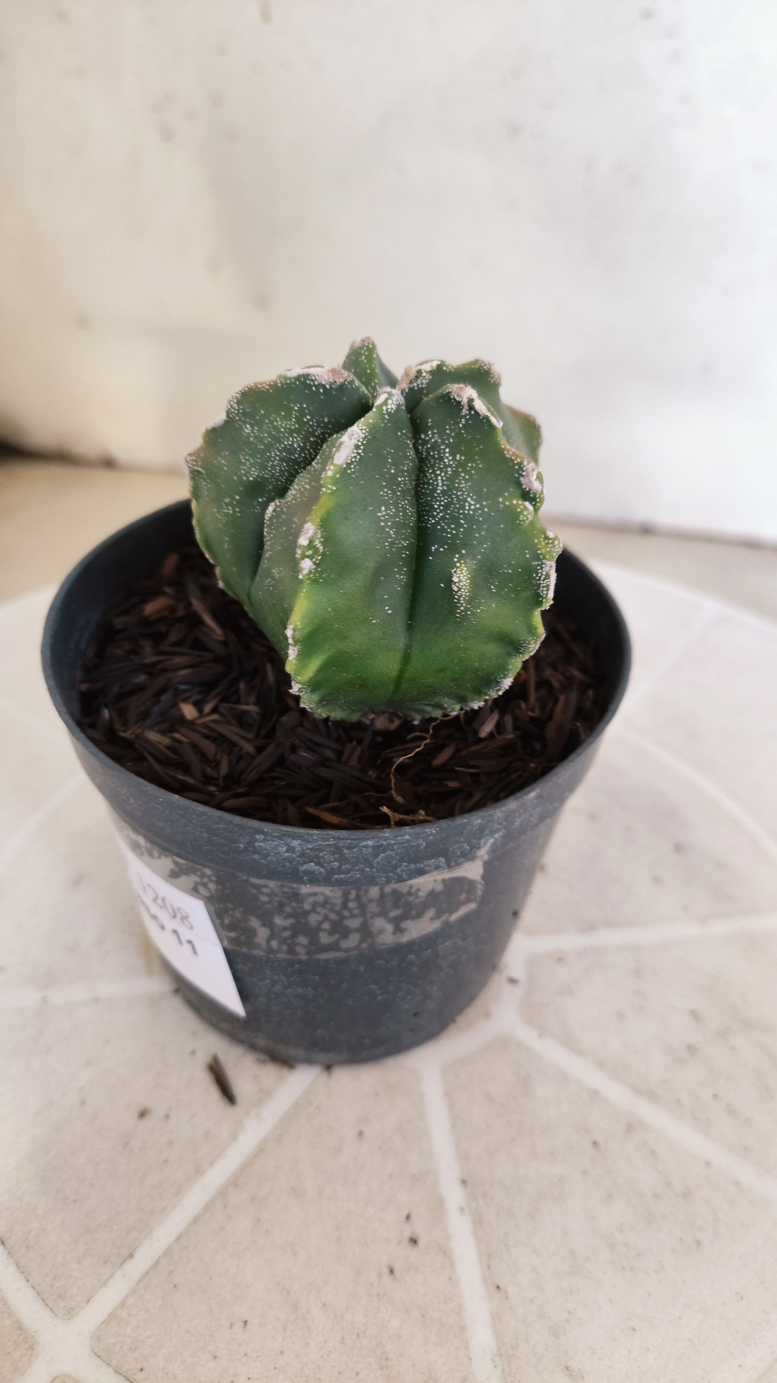 MATRIZ ASTROPHYTUM cv KIKKO "Fukuryu Variegata"  Nº 1208 – vaso 11