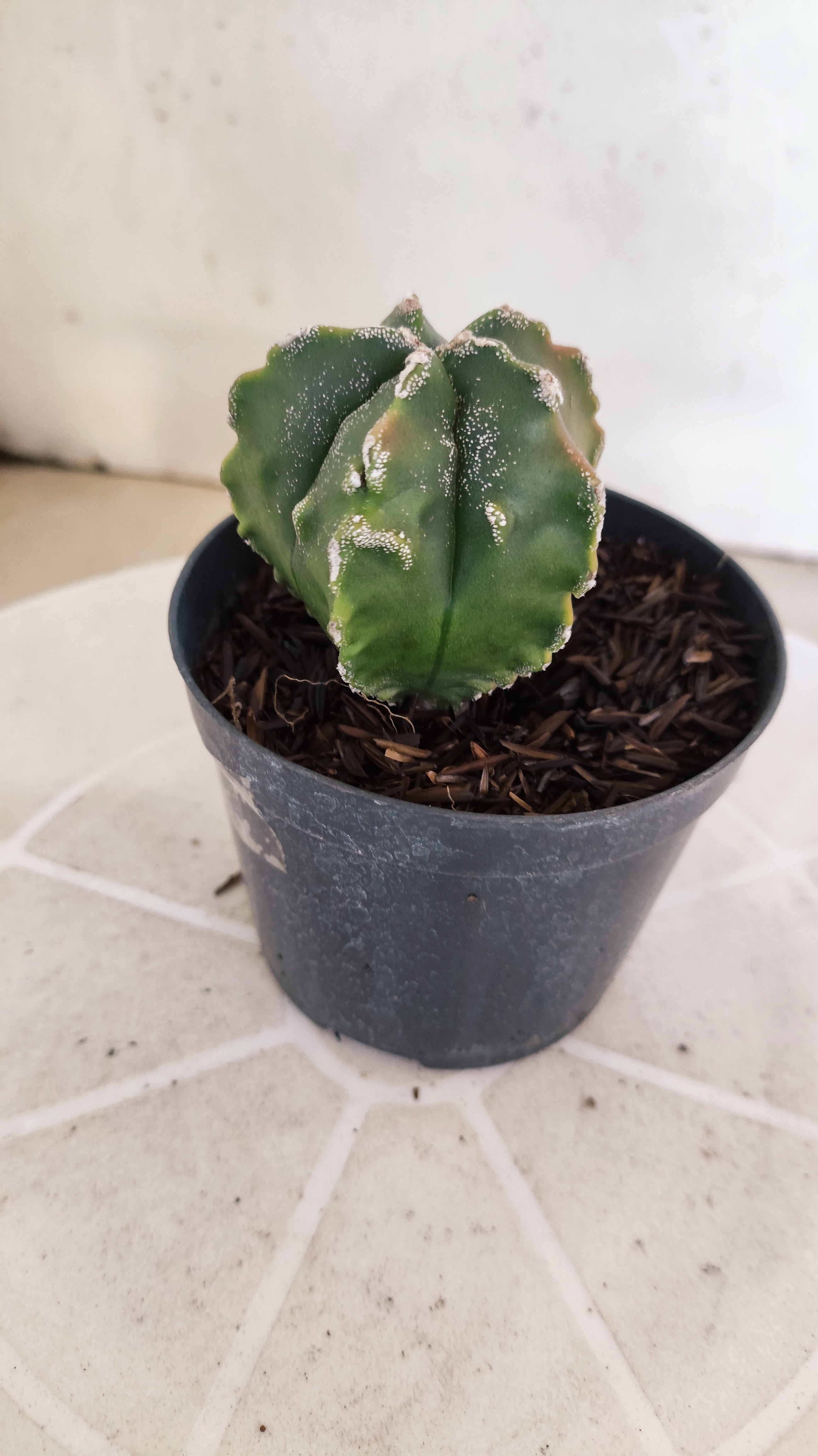 MATRIZ ASTROPHYTUM cv KIKKO "Fukuryu Variegata"  Nº 1208 – vaso 11