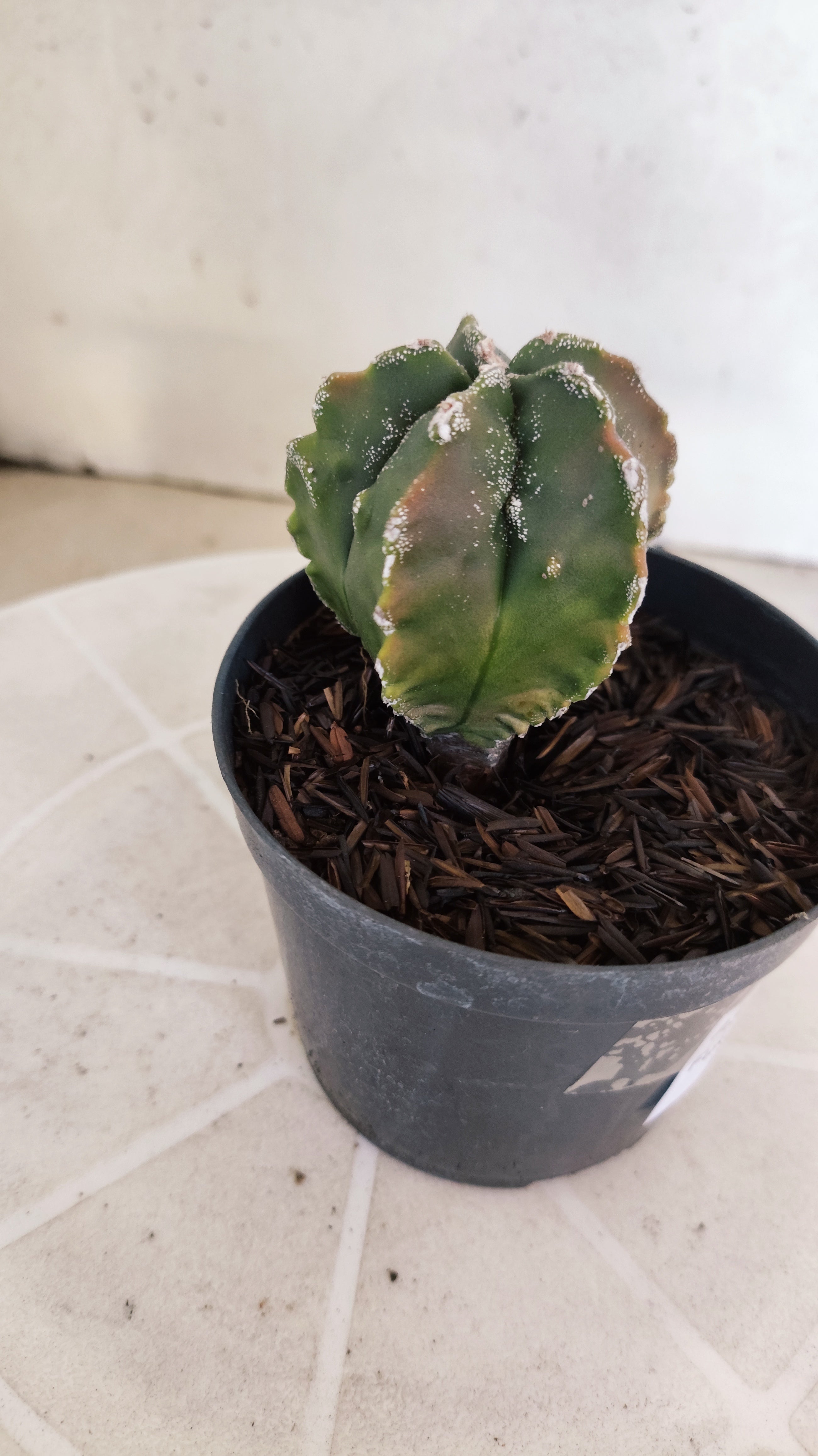 MATRIZ ASTROPHYTUM cv KIKKO "Fukuryu Variegata"  Nº 1208 – vaso 11