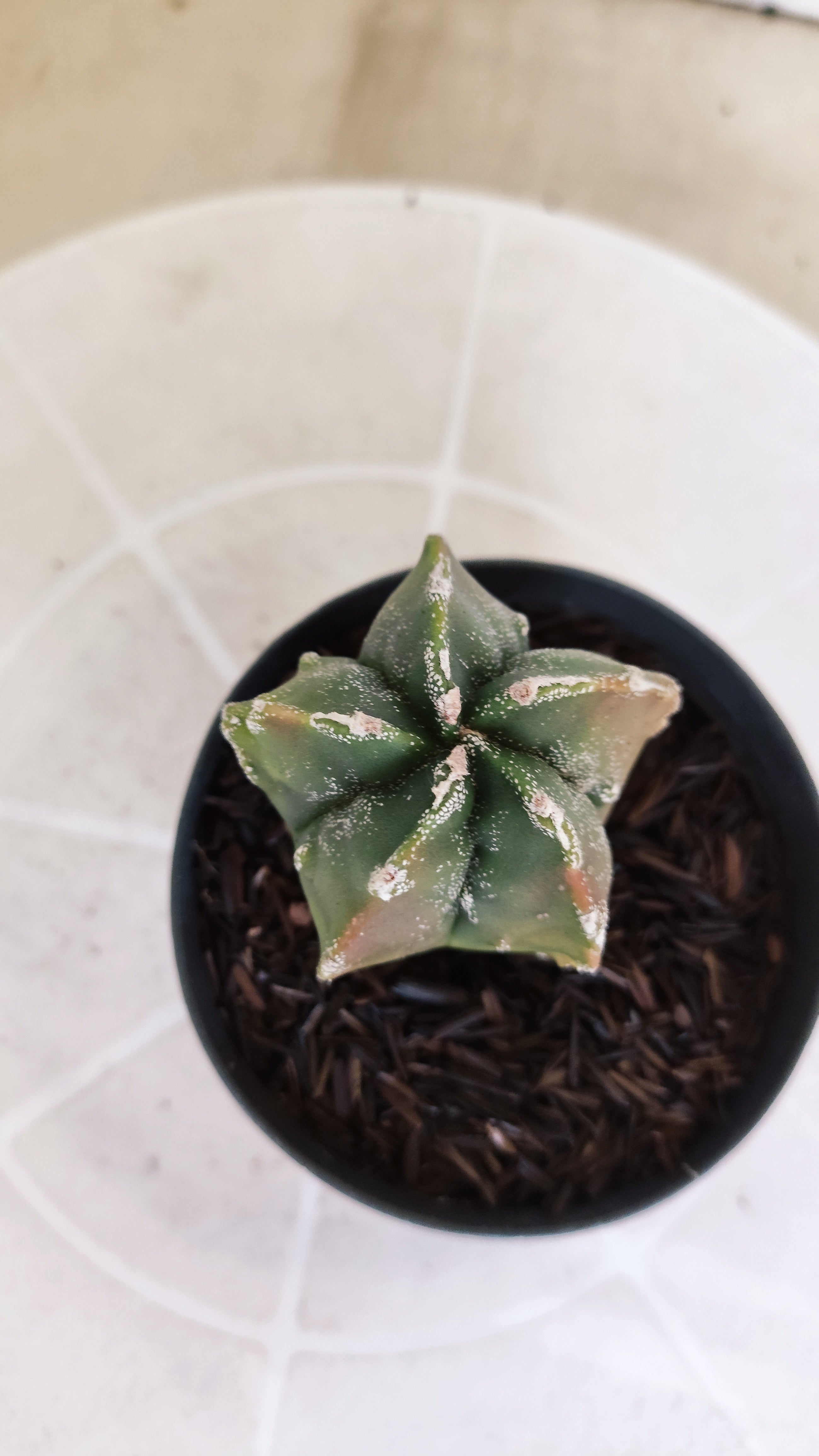 MATRIZ ASTROPHYTUM cv KIKKO "Fukuryu Variegata"  Nº 1208 – vaso 11