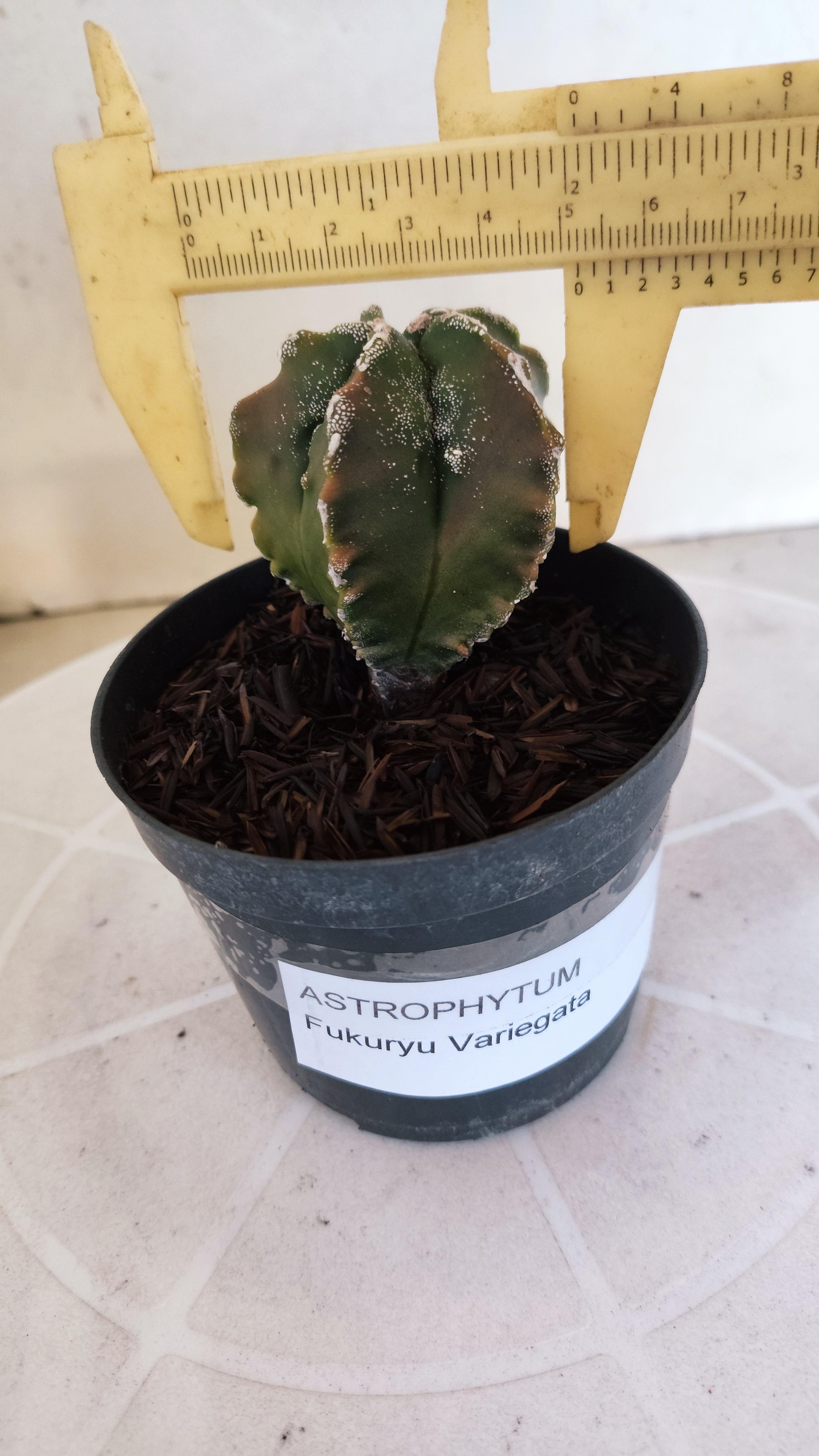 MATRIZ ASTROPHYTUM cv KIKKO "Fukuryu Variegata"  Nº 1208 – vaso 11