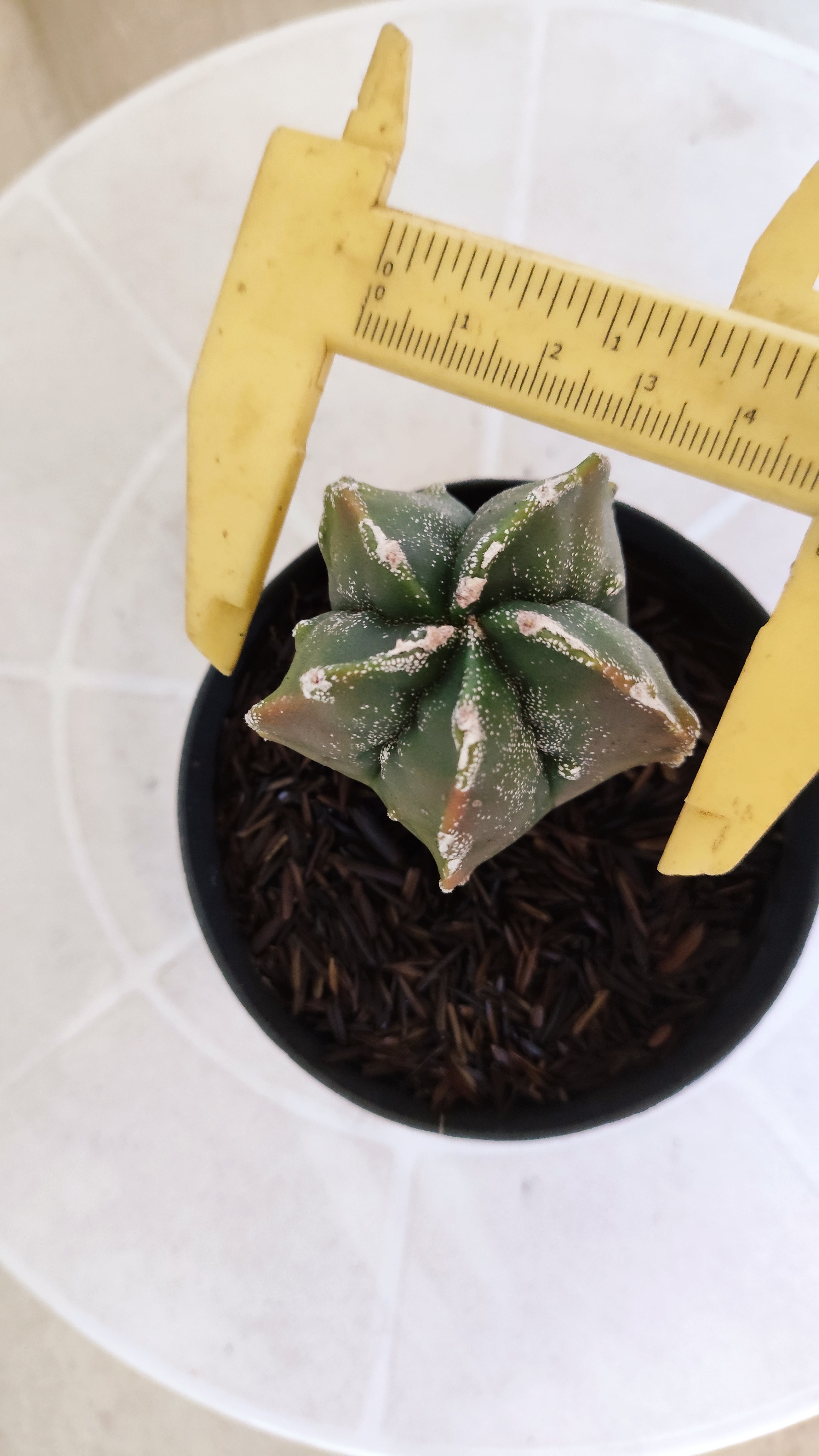 MATRIZ ASTROPHYTUM cv KIKKO "Fukuryu Variegata"  Nº 1208 – vaso 11