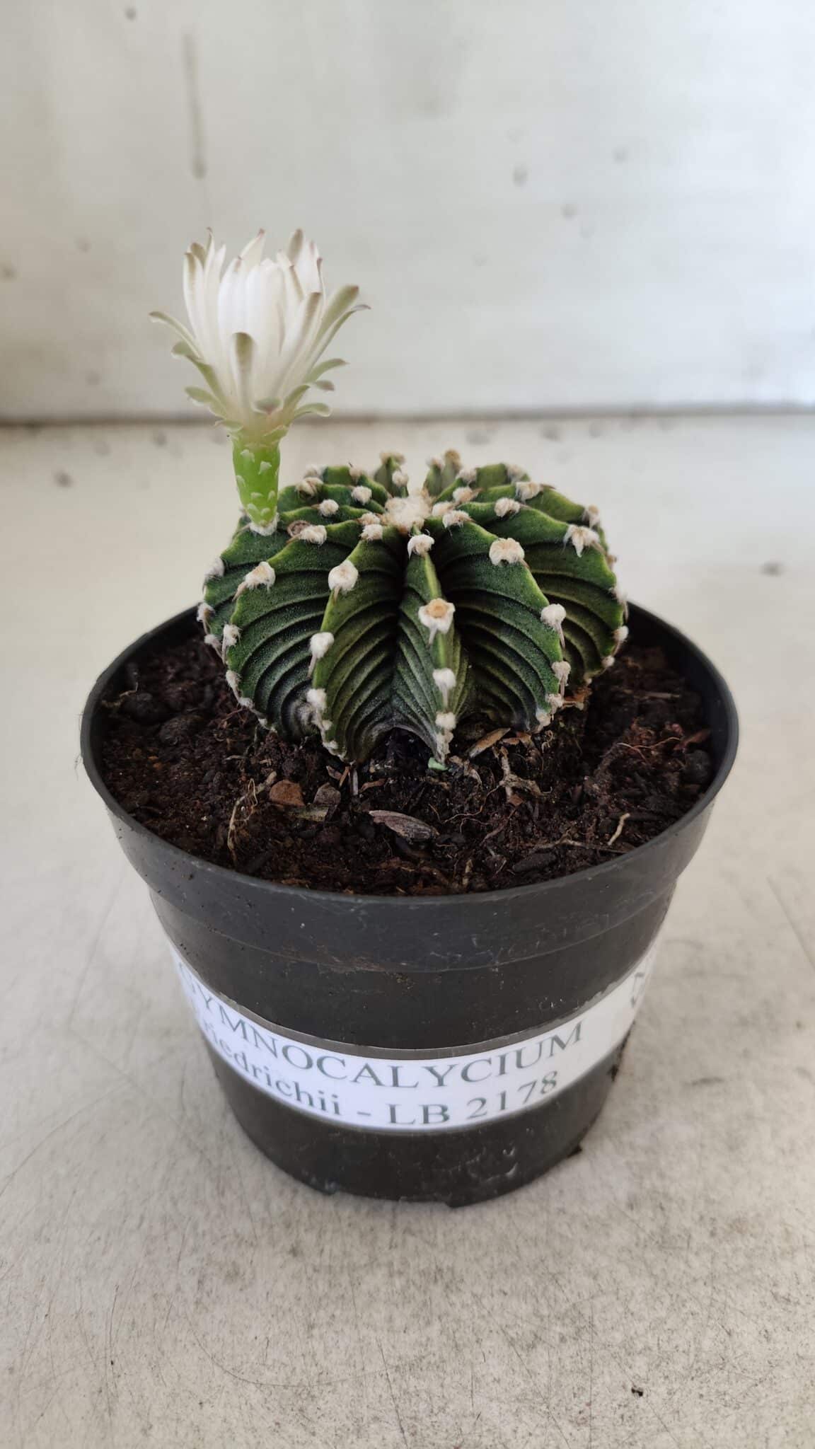 GYMNOCALYCIUM Friedrichii LB 2178 - Nº 24 – vaso 09