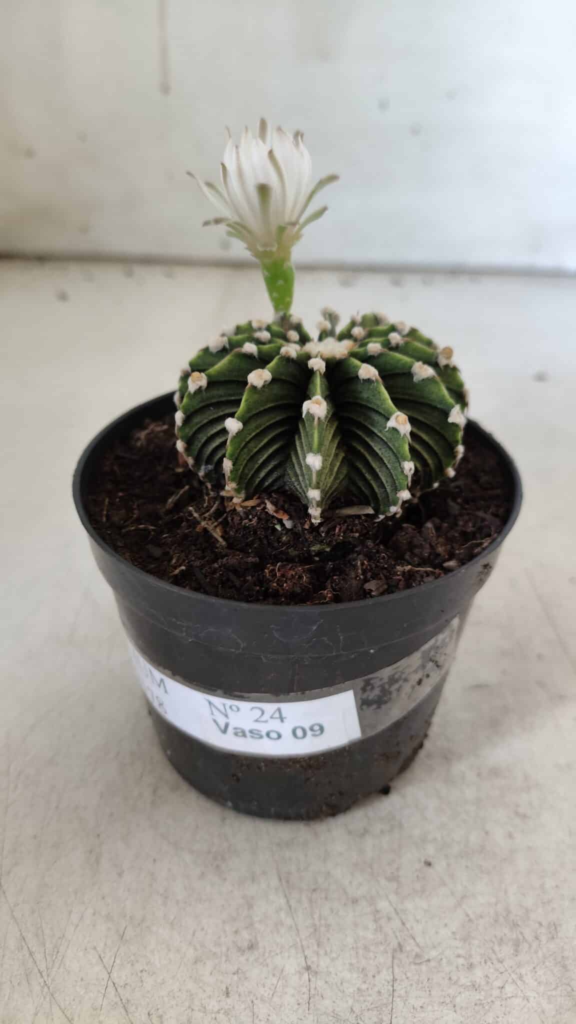 GYMNOCALYCIUM Friedrichii LB 2178 - Nº 24 – vaso 09