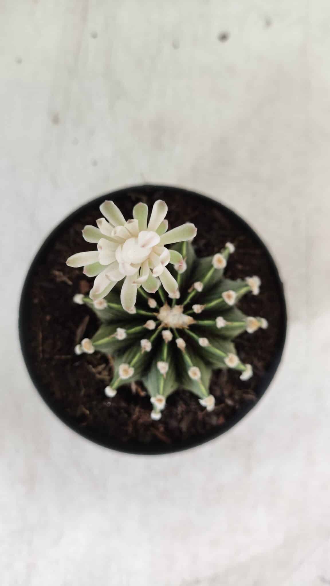 GYMNOCALYCIUM Friedrichii LB 2178 - Nº 24 – vaso 09