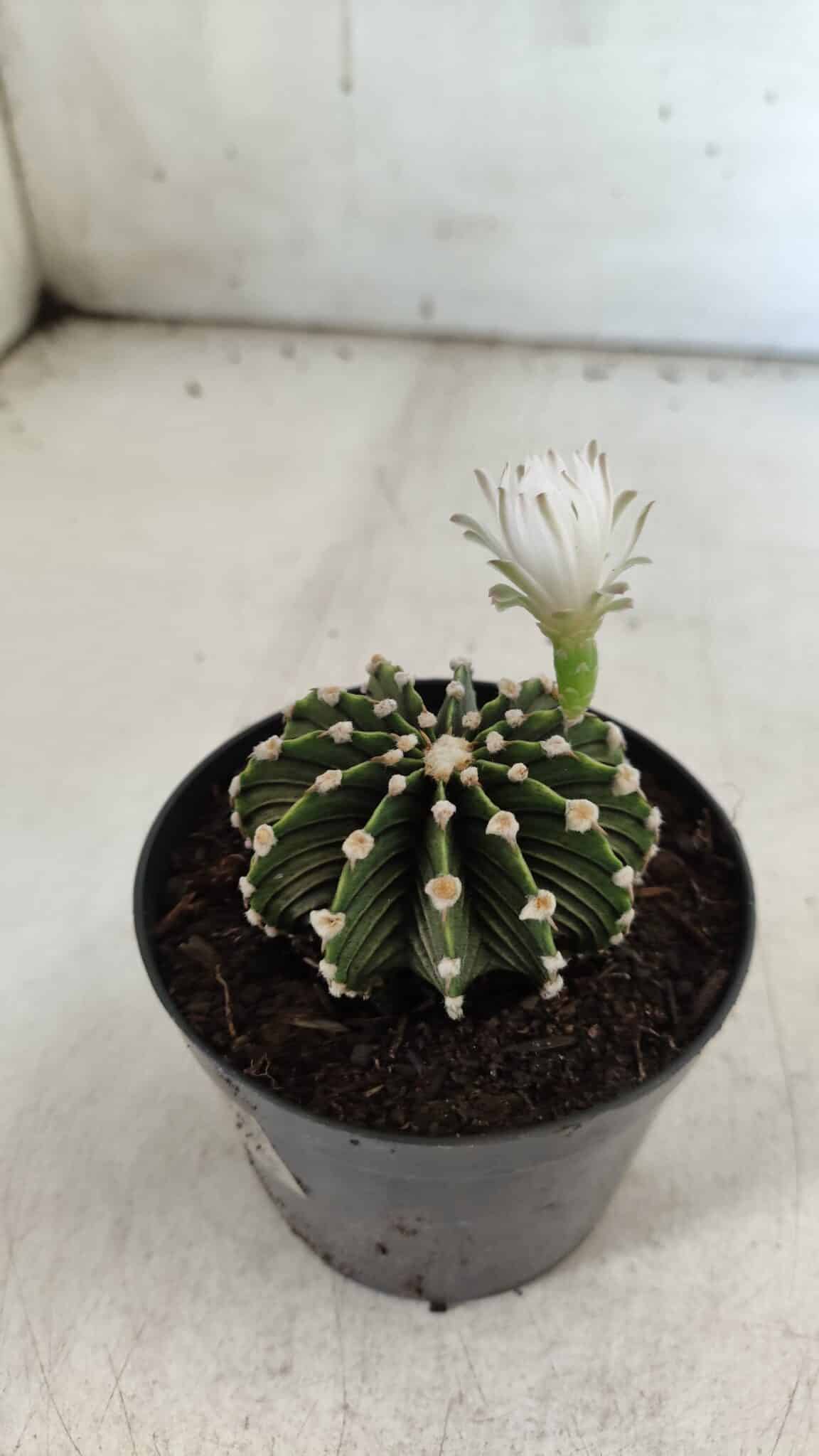 GYMNOCALYCIUM Friedrichii LB 2178 - Nº 24 – vaso 09