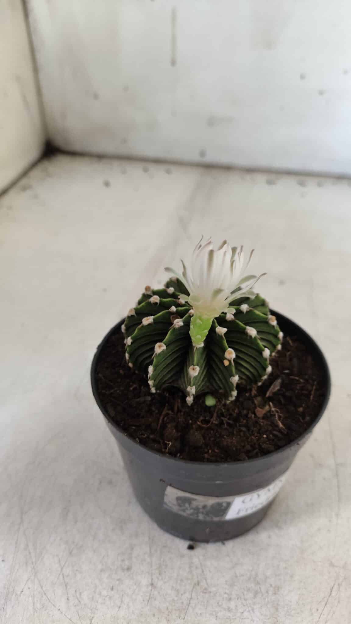GYMNOCALYCIUM Friedrichii LB 2178 - Nº 24 – vaso 09