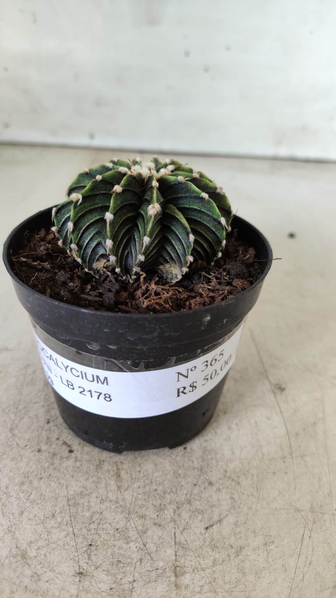 GYMNOCALYCIUM Friedrichii LB 2178 - Nº 365 – vaso 09