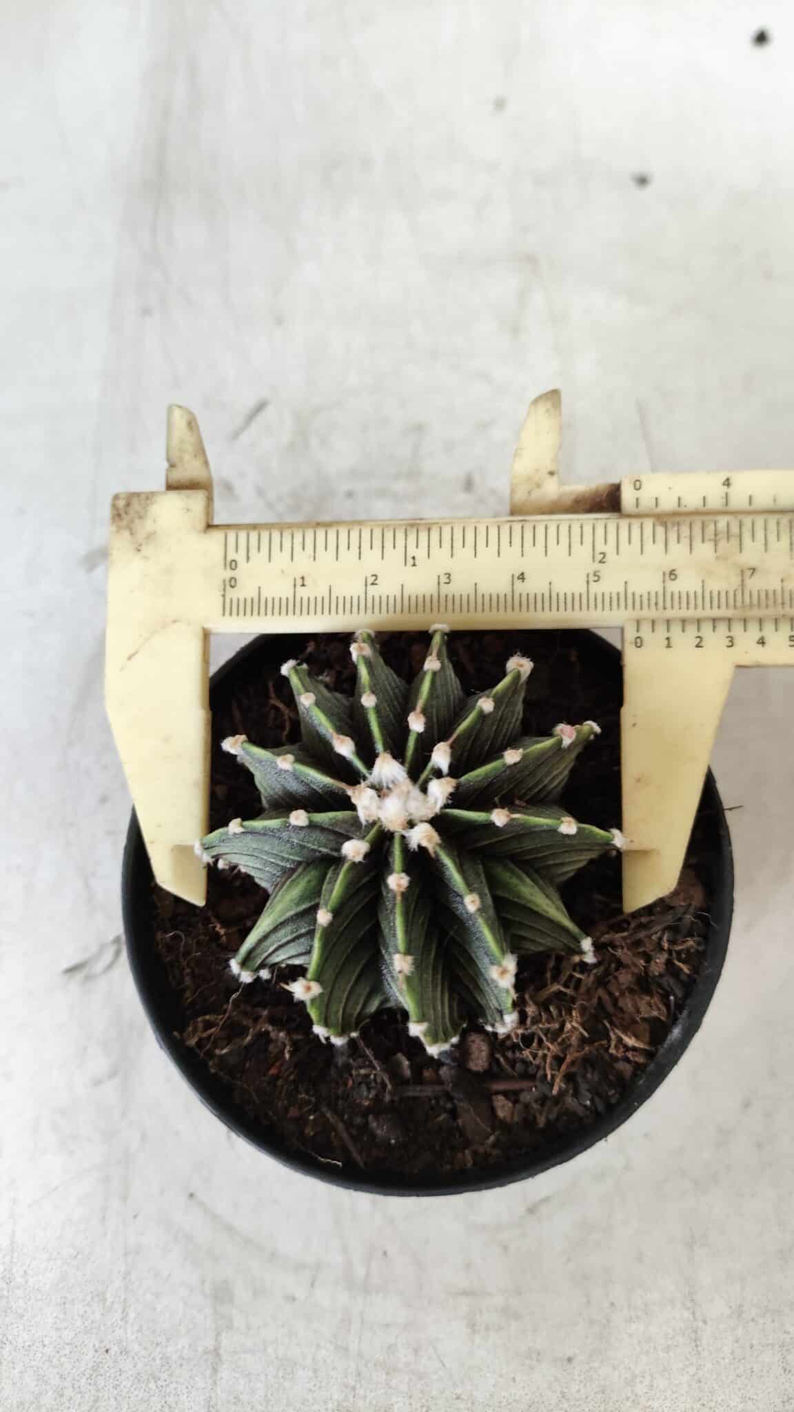 GYMNOCALYCIUM Friedrichii LB 2178 - Nº 365 – vaso 09
