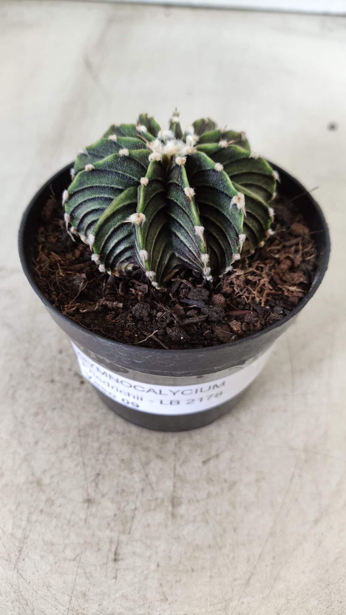GYMNOCALYCIUM Friedrichii LB 2178 - Nº 365 – vaso 09