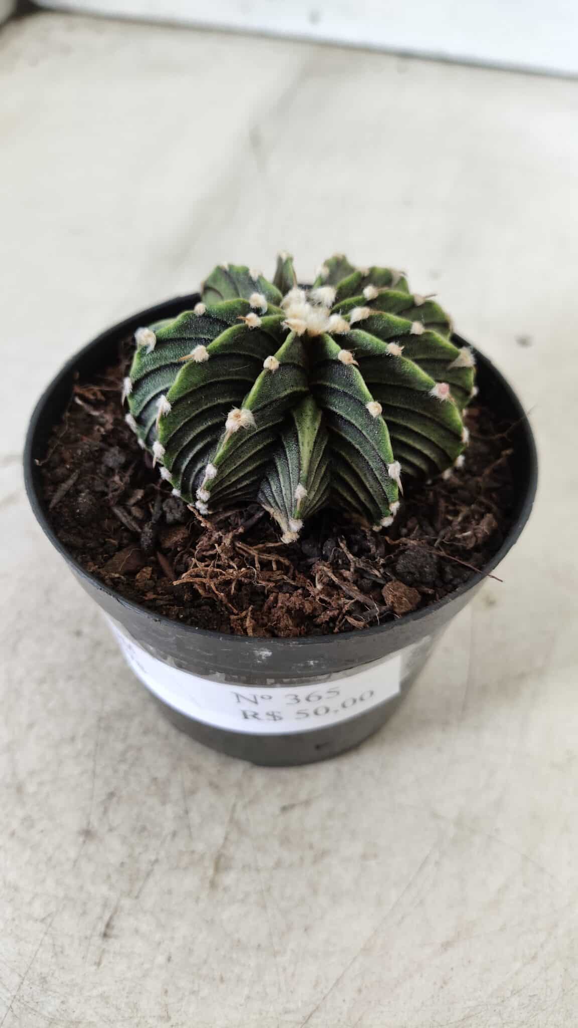 GYMNOCALYCIUM Friedrichii LB 2178 - Nº 365 – vaso 09