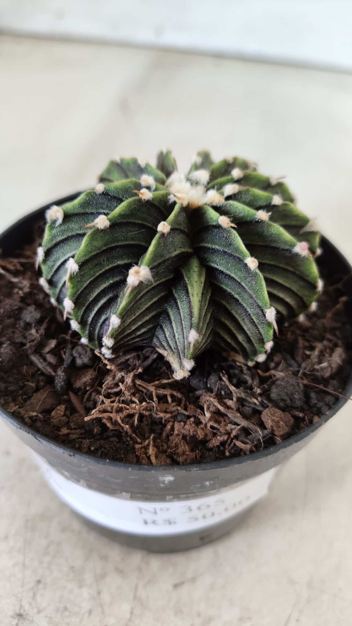 GYMNOCALYCIUM Friedrichii LB 2178 - Nº 365 – vaso 09