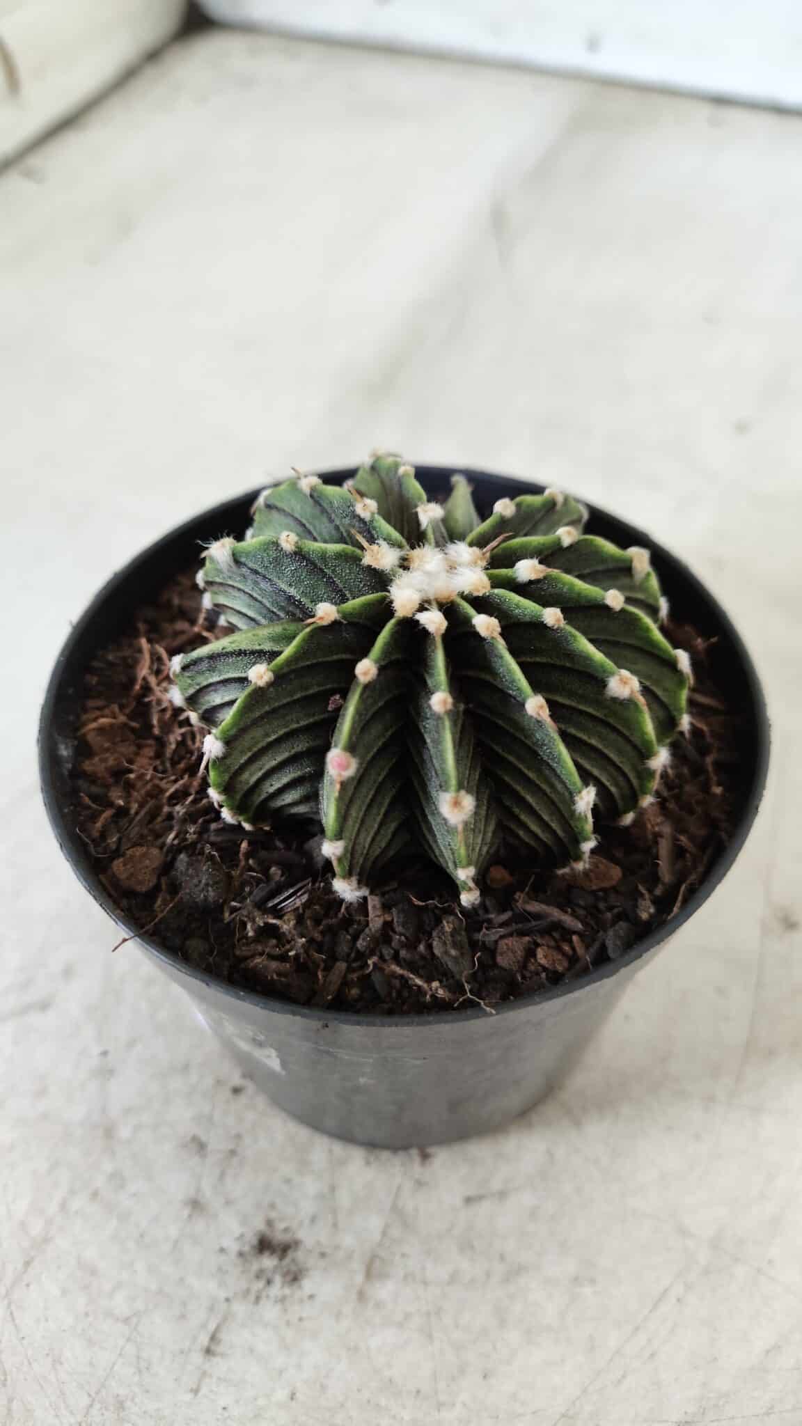 GYMNOCALYCIUM Friedrichii LB 2178 - Nº 365 – vaso 09