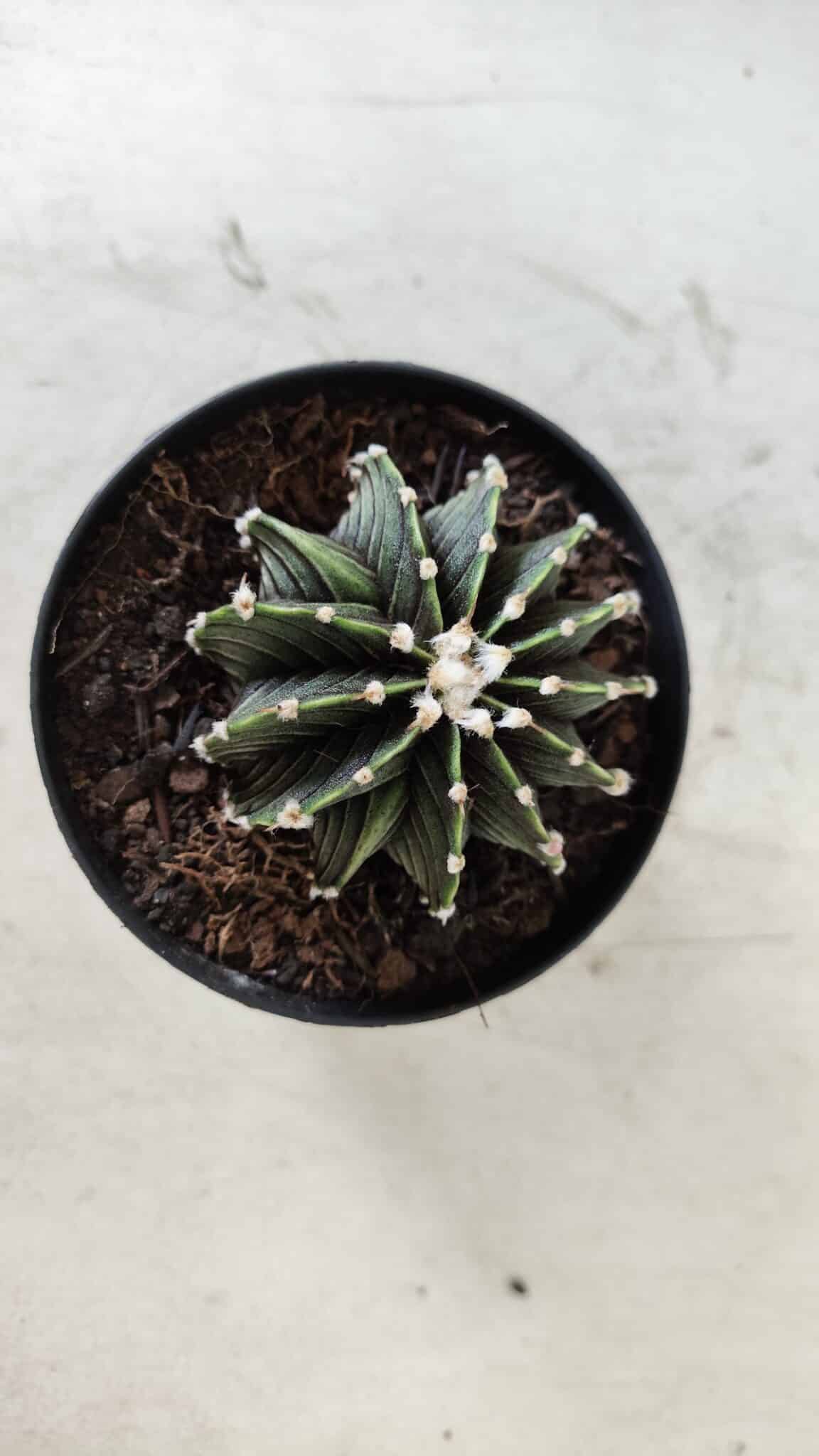 GYMNOCALYCIUM Friedrichii LB 2178 - Nº 365 – vaso 09