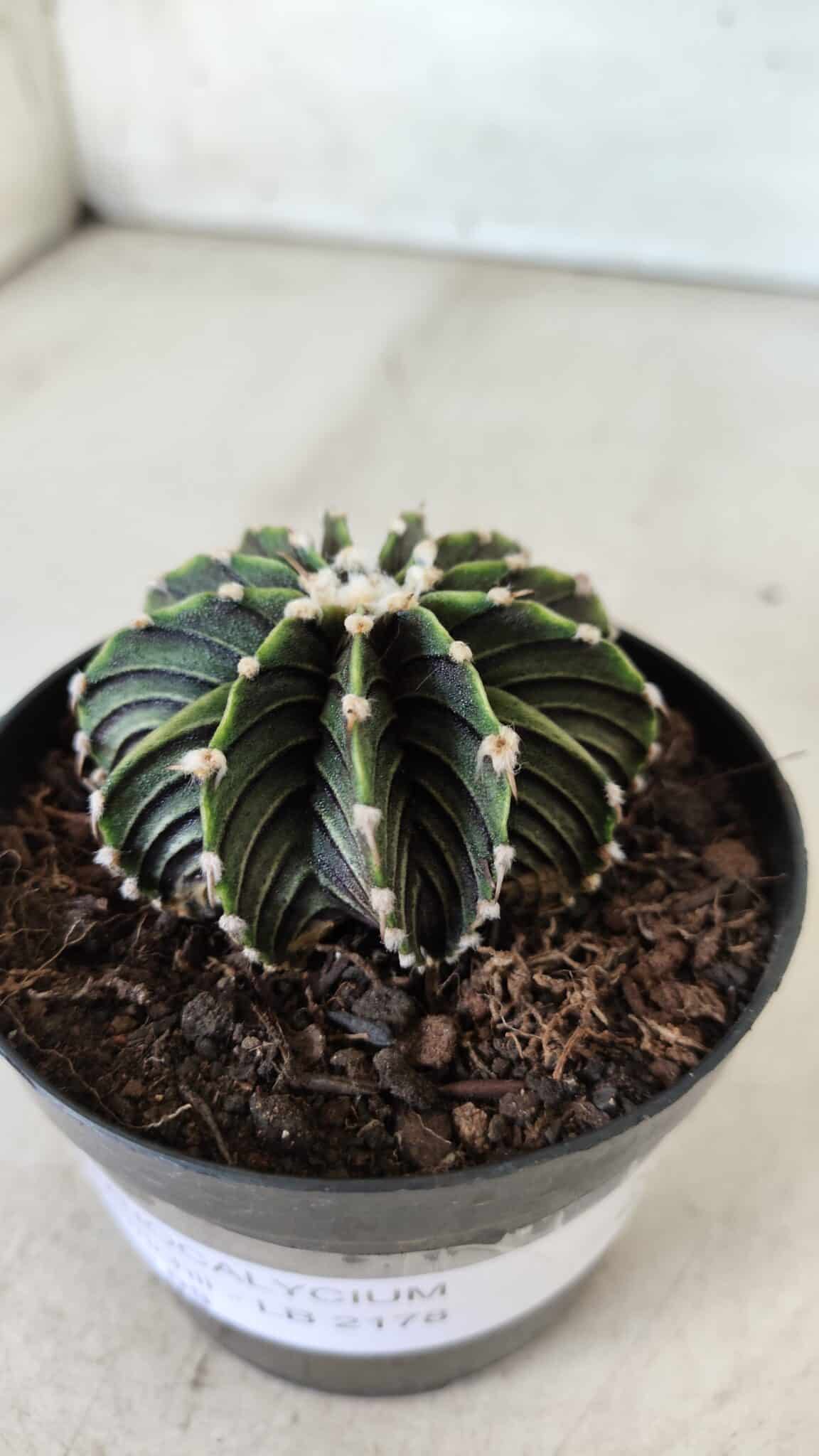 GYMNOCALYCIUM Friedrichii LB 2178 - Nº 365 – vaso 09