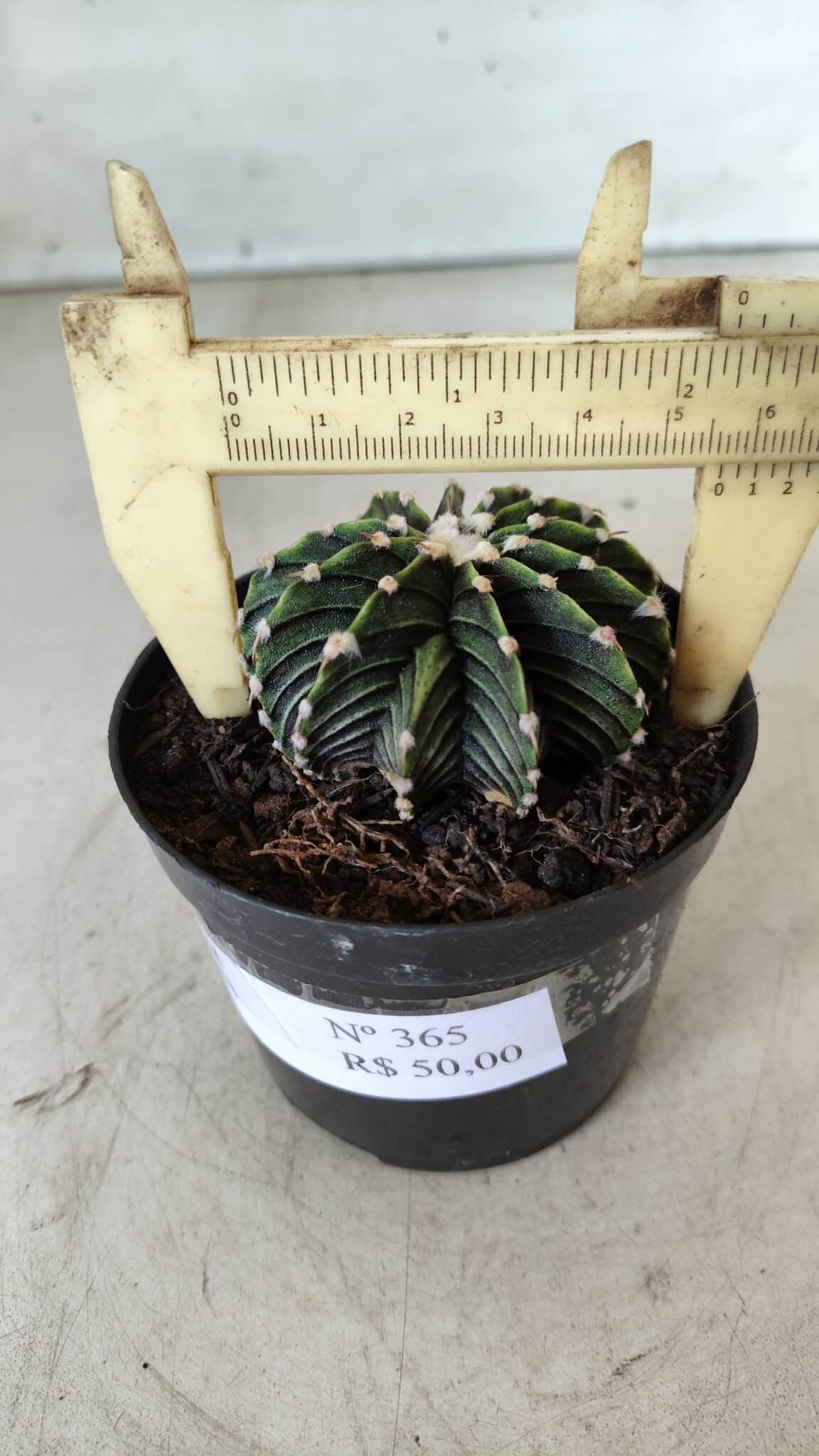 GYMNOCALYCIUM Friedrichii LB 2178 - Nº 365 – vaso 09