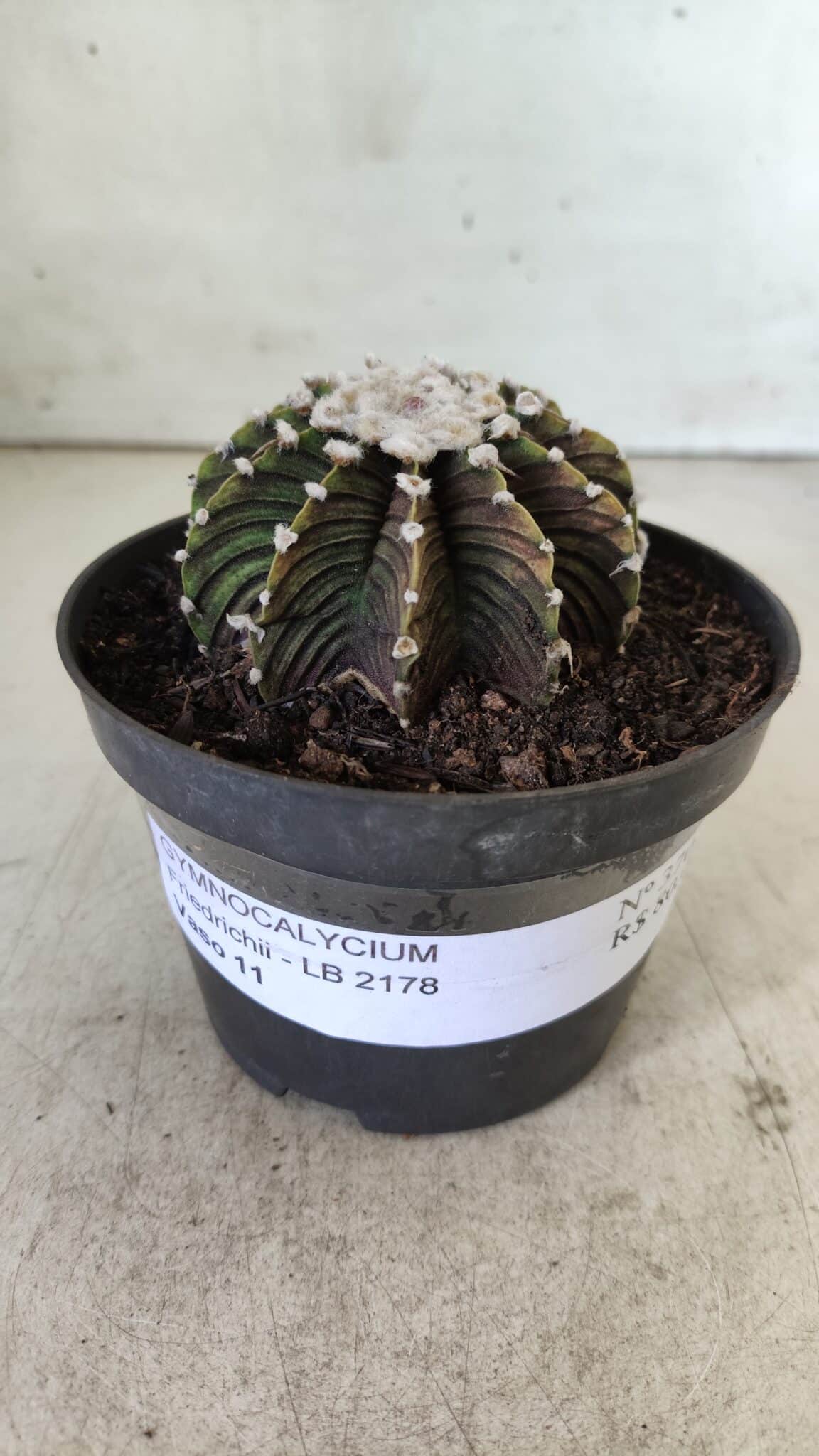 GYMNOCALYCIUM Friedrichii LB 2178 - Nº 370 – vaso 11