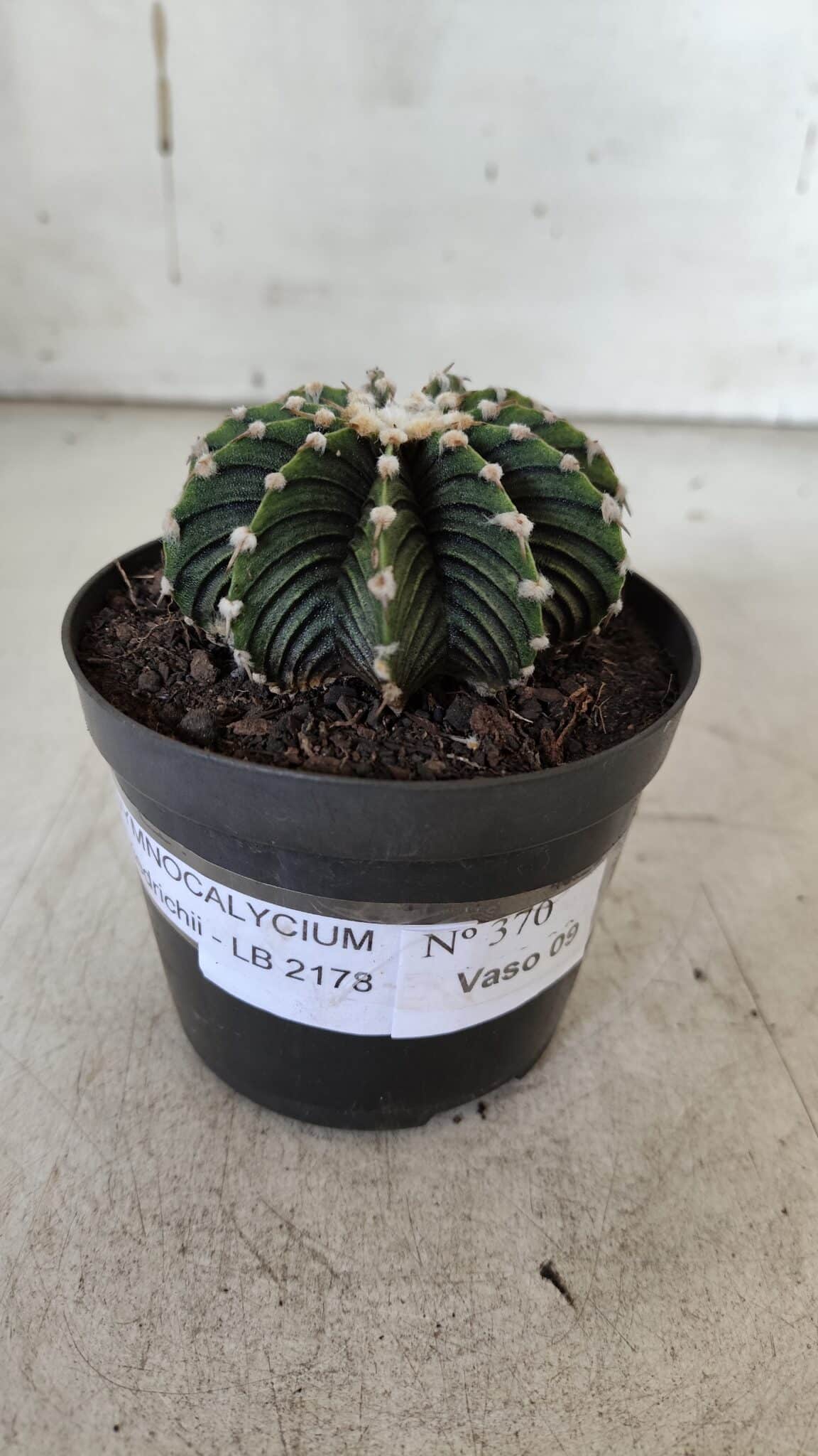 GYMNOCALYCIUM Friedrichii LB 2178 - Nº 370 – vaso 09