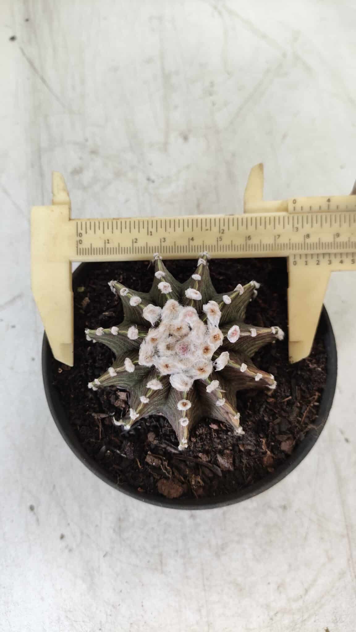 GYMNOCALYCIUM Friedrichii LB 2178 - Nº 370 – vaso 11