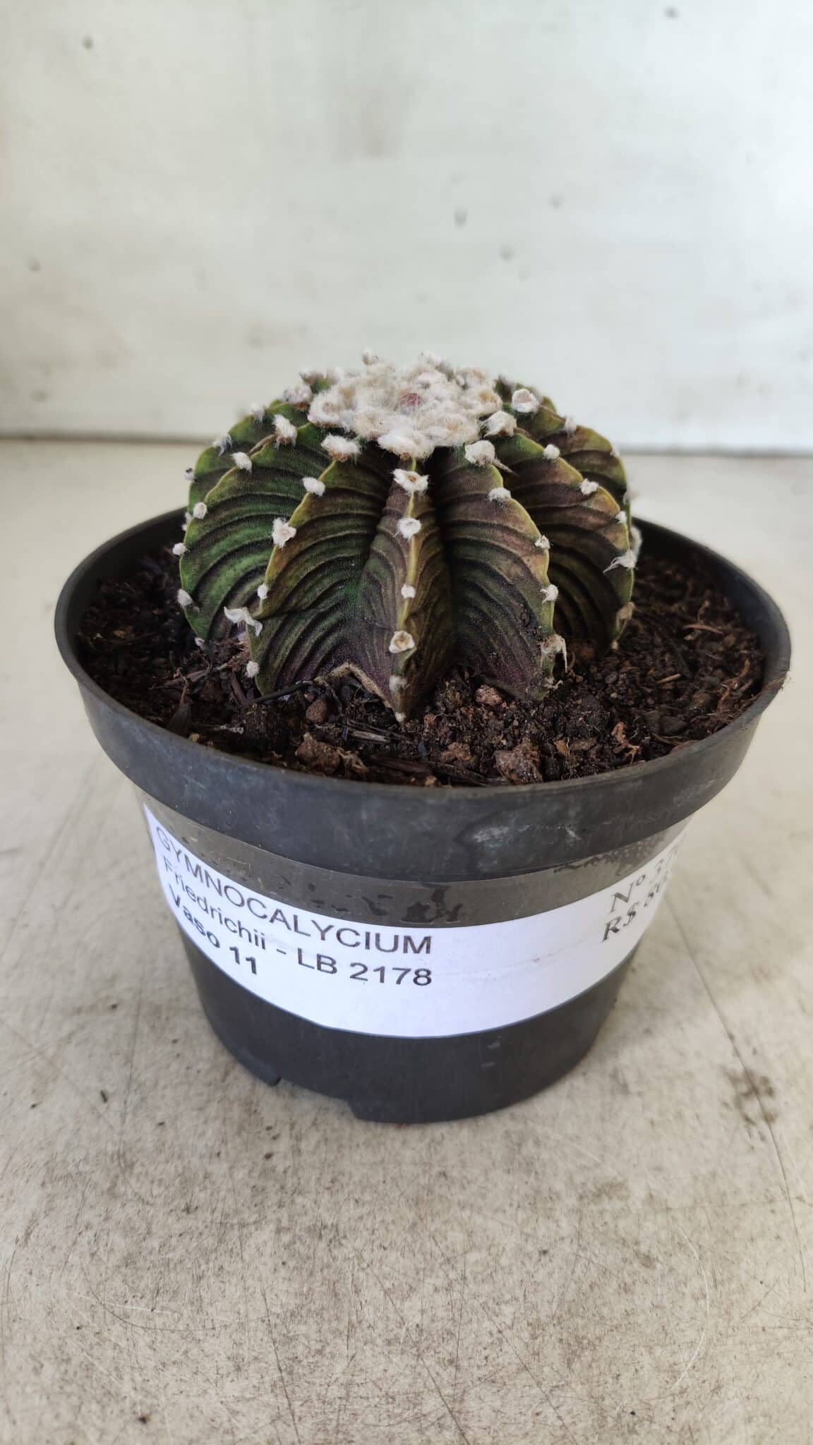 GYMNOCALYCIUM Friedrichii LB 2178 - Nº 370 – vaso 11