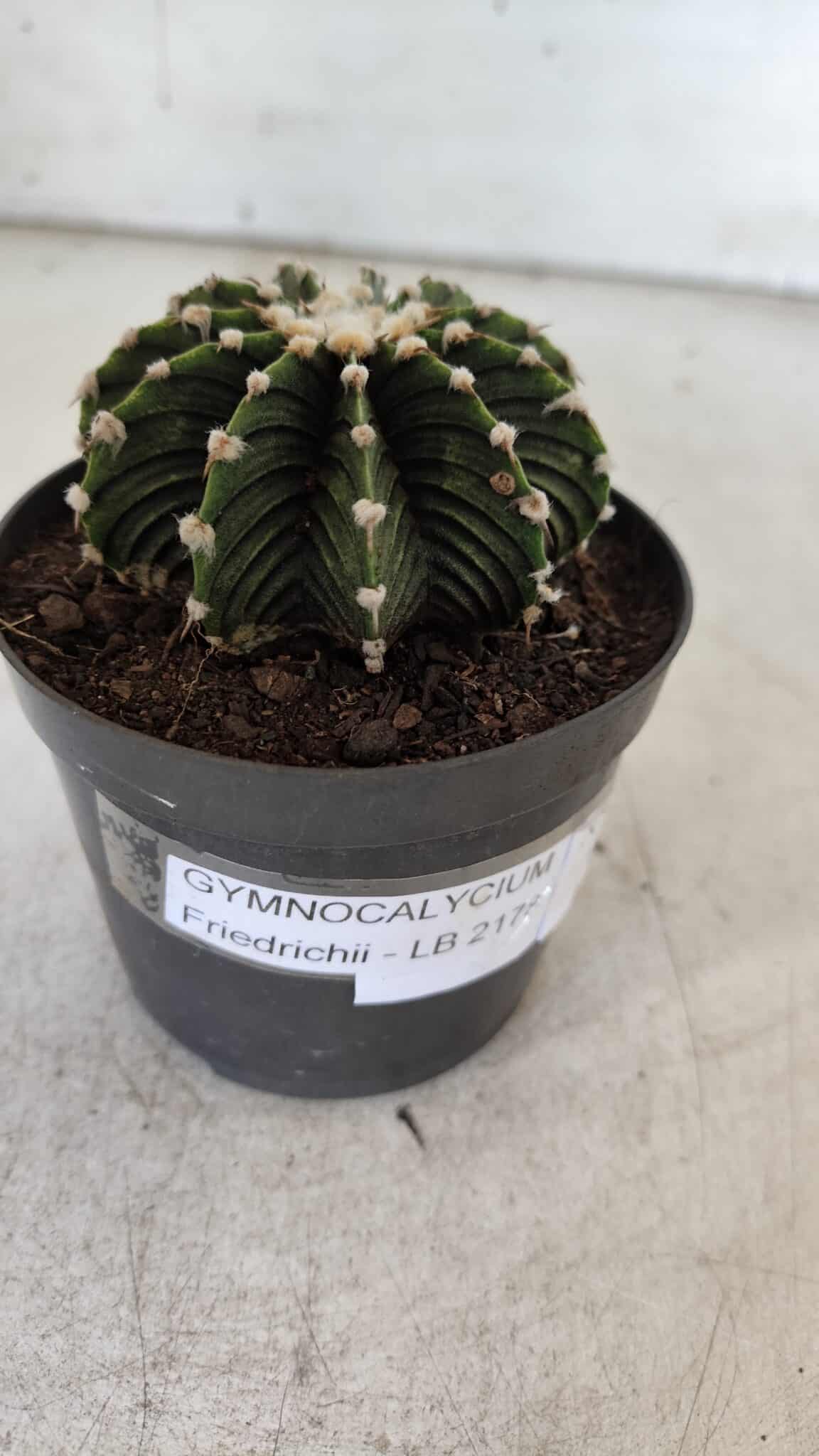GYMNOCALYCIUM Friedrichii LB 2178 - Nº 370 – vaso 09