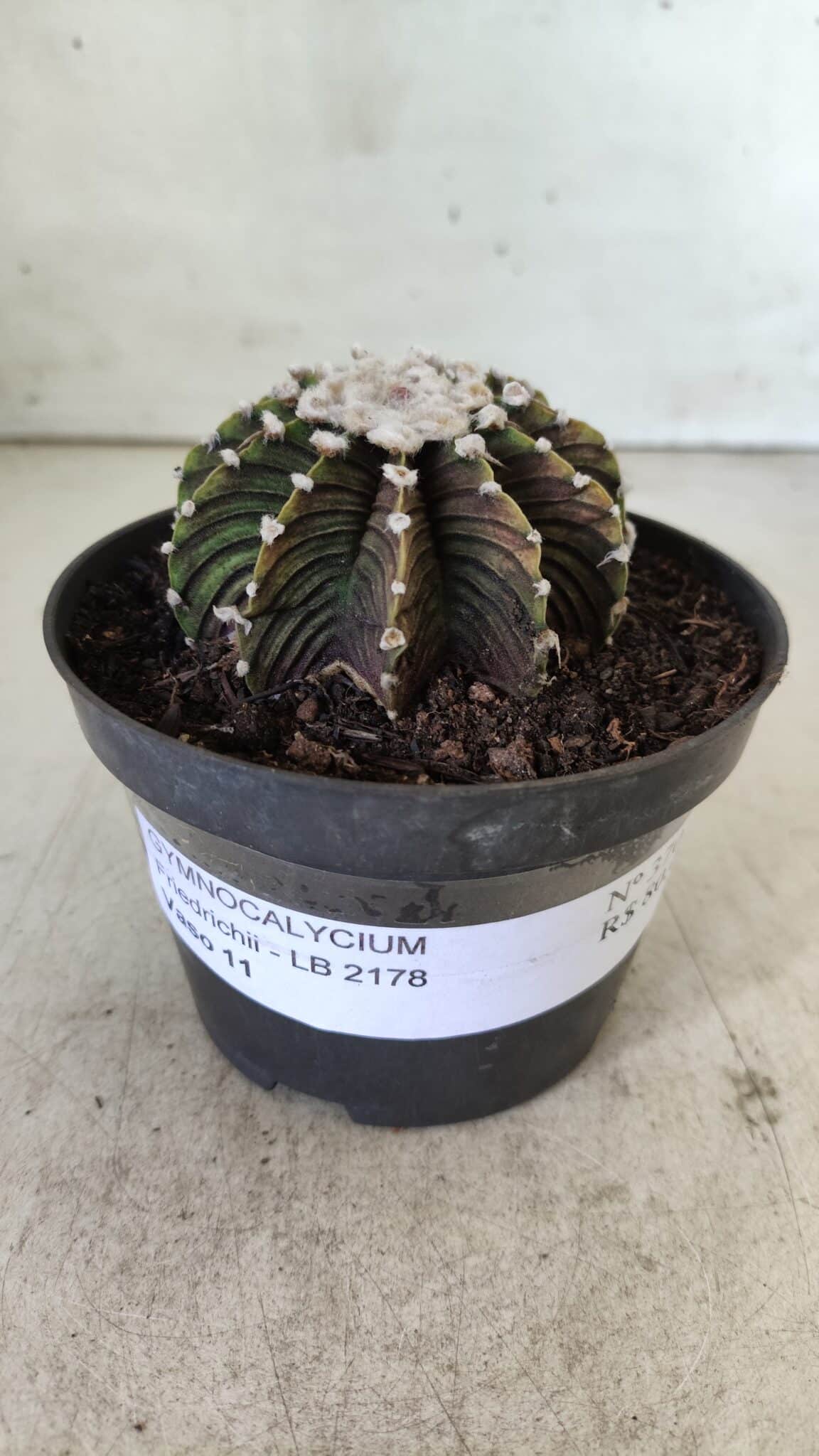 GYMNOCALYCIUM Friedrichii LB 2178 - Nº 370 – vaso 11