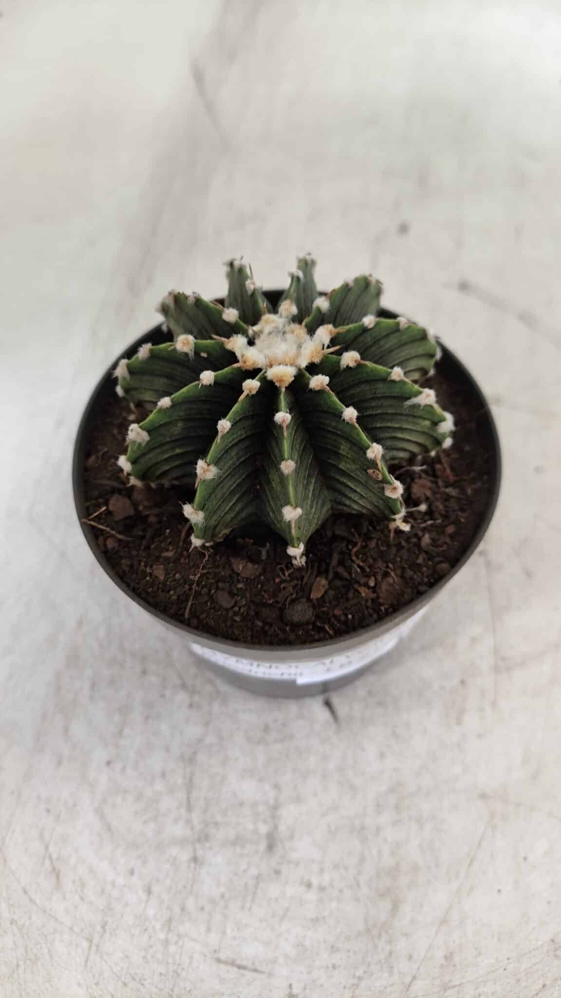 GYMNOCALYCIUM Friedrichii LB 2178 - Nº 370 – vaso 09