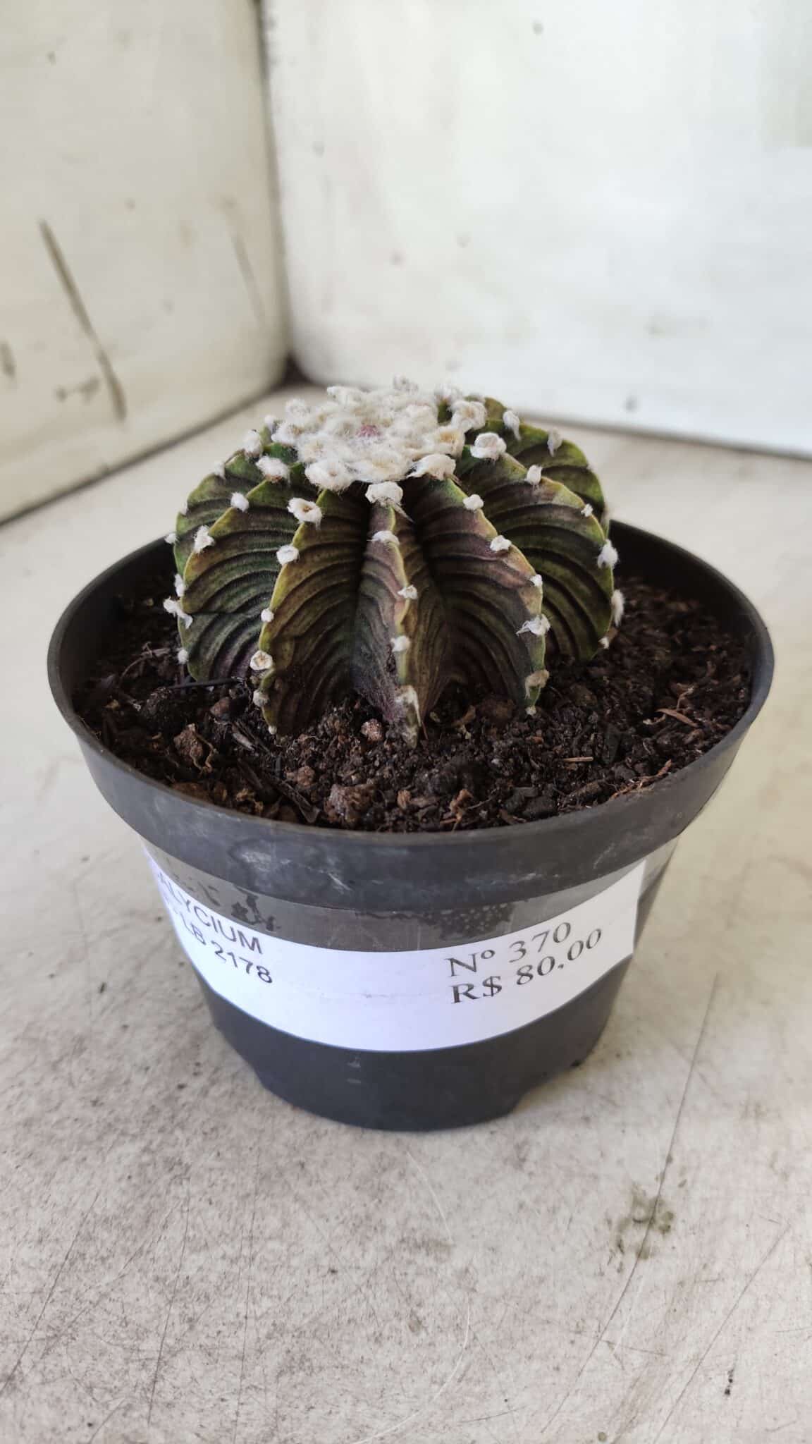GYMNOCALYCIUM Friedrichii LB 2178 - Nº 370 – vaso 11
