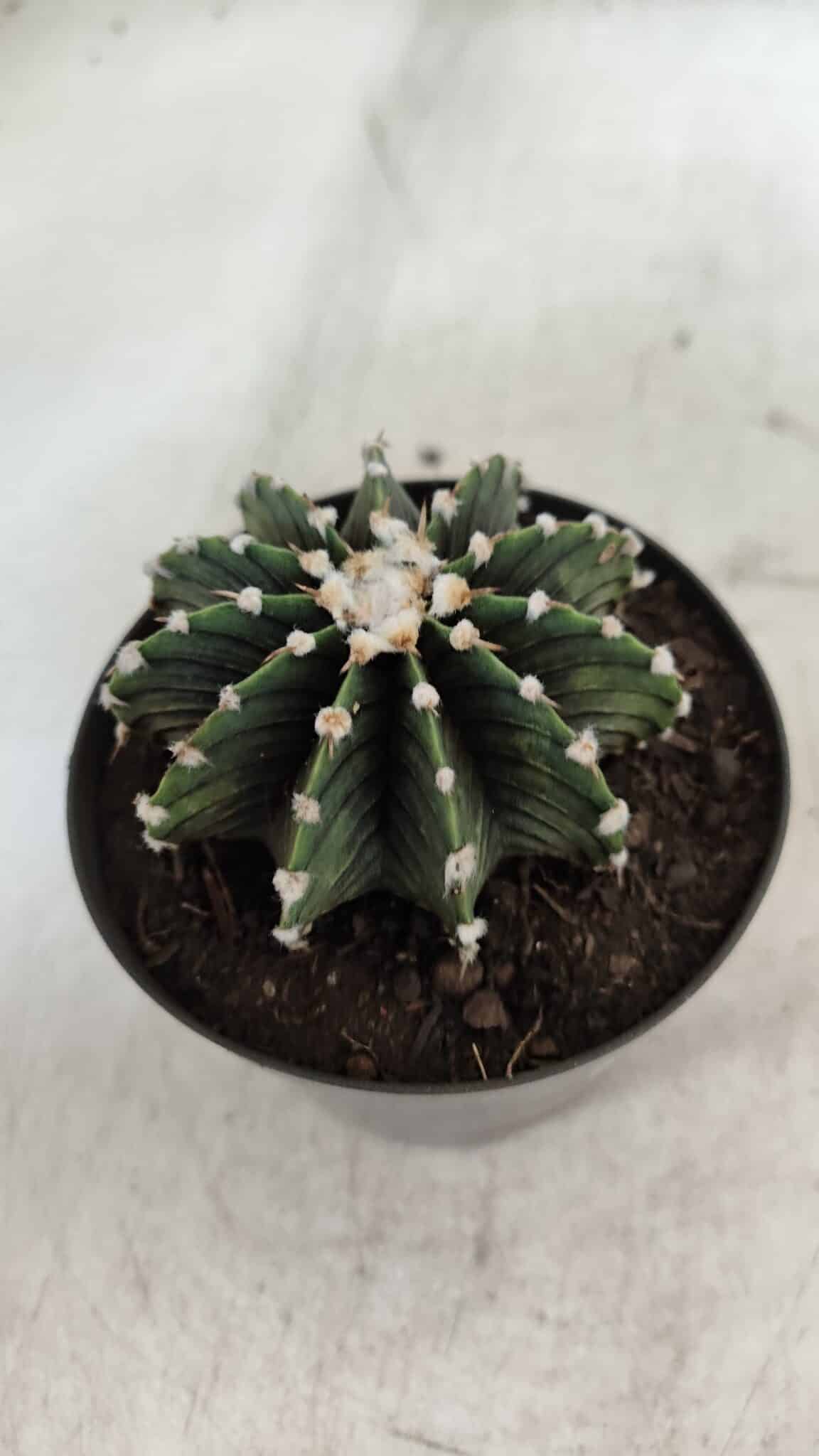 GYMNOCALYCIUM Friedrichii LB 2178 - Nº 370 – vaso 09