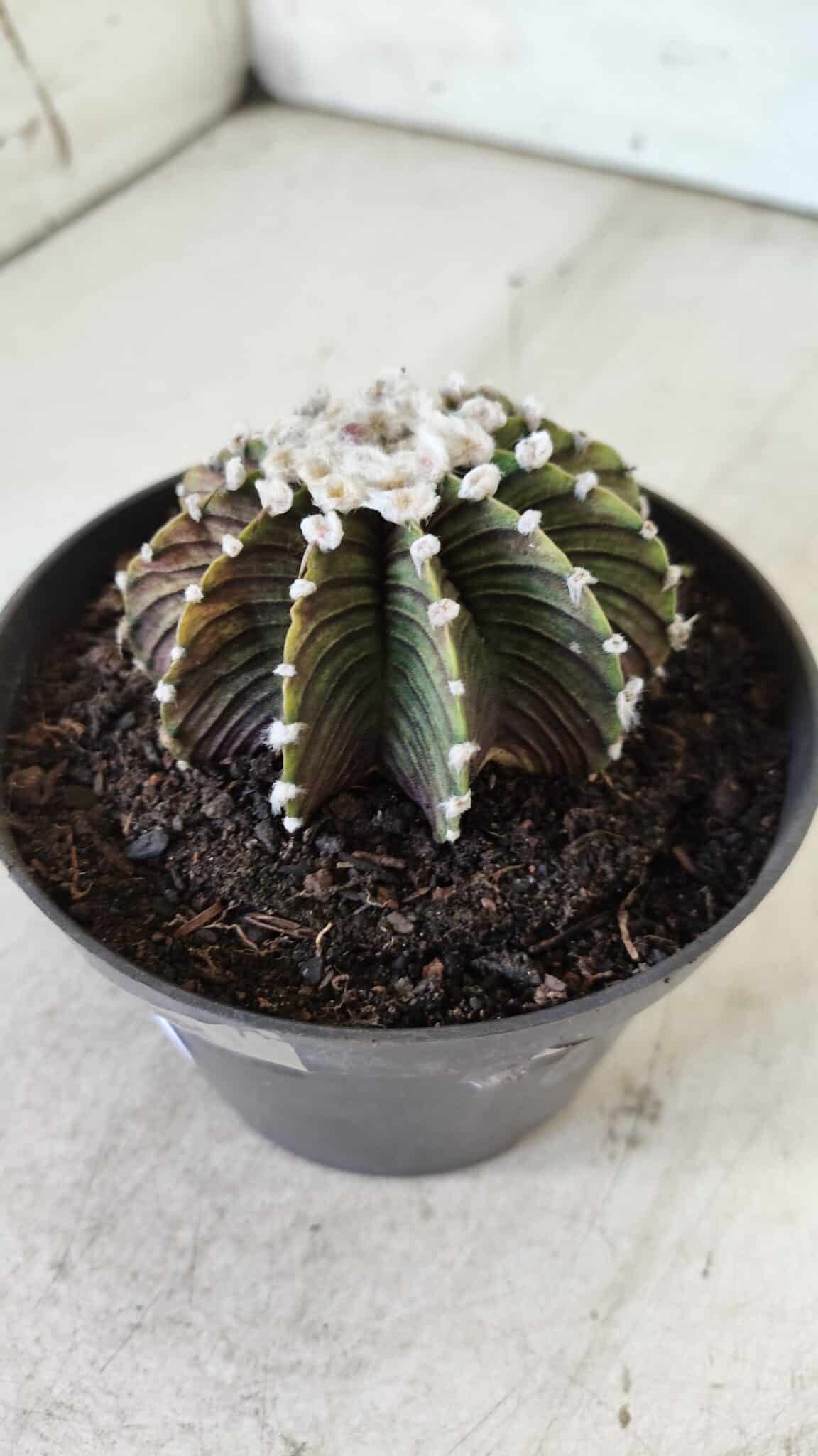 GYMNOCALYCIUM Friedrichii LB 2178 - Nº 370 – vaso 11