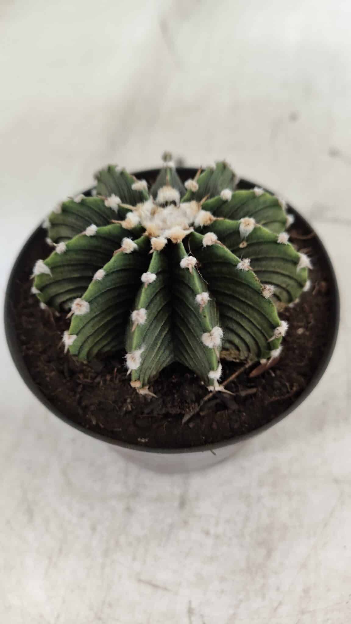 GYMNOCALYCIUM Friedrichii LB 2178 - Nº 370 – vaso 09