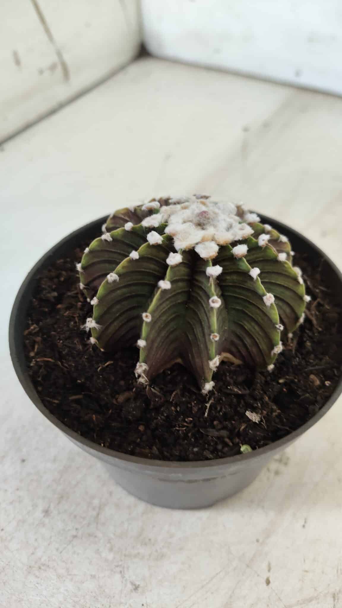 GYMNOCALYCIUM Friedrichii LB 2178 - Nº 370 – vaso 11
