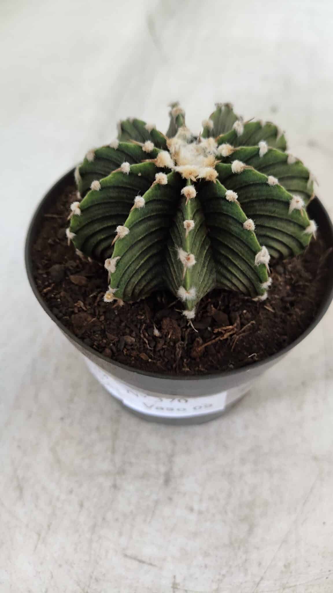 GYMNOCALYCIUM Friedrichii LB 2178 - Nº 370 – vaso 09