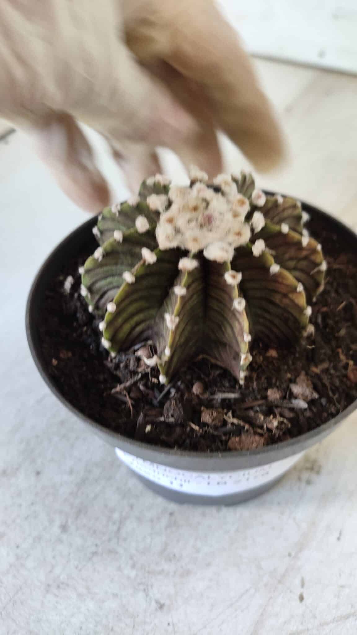 GYMNOCALYCIUM Friedrichii LB 2178 - Nº 370 – vaso 11