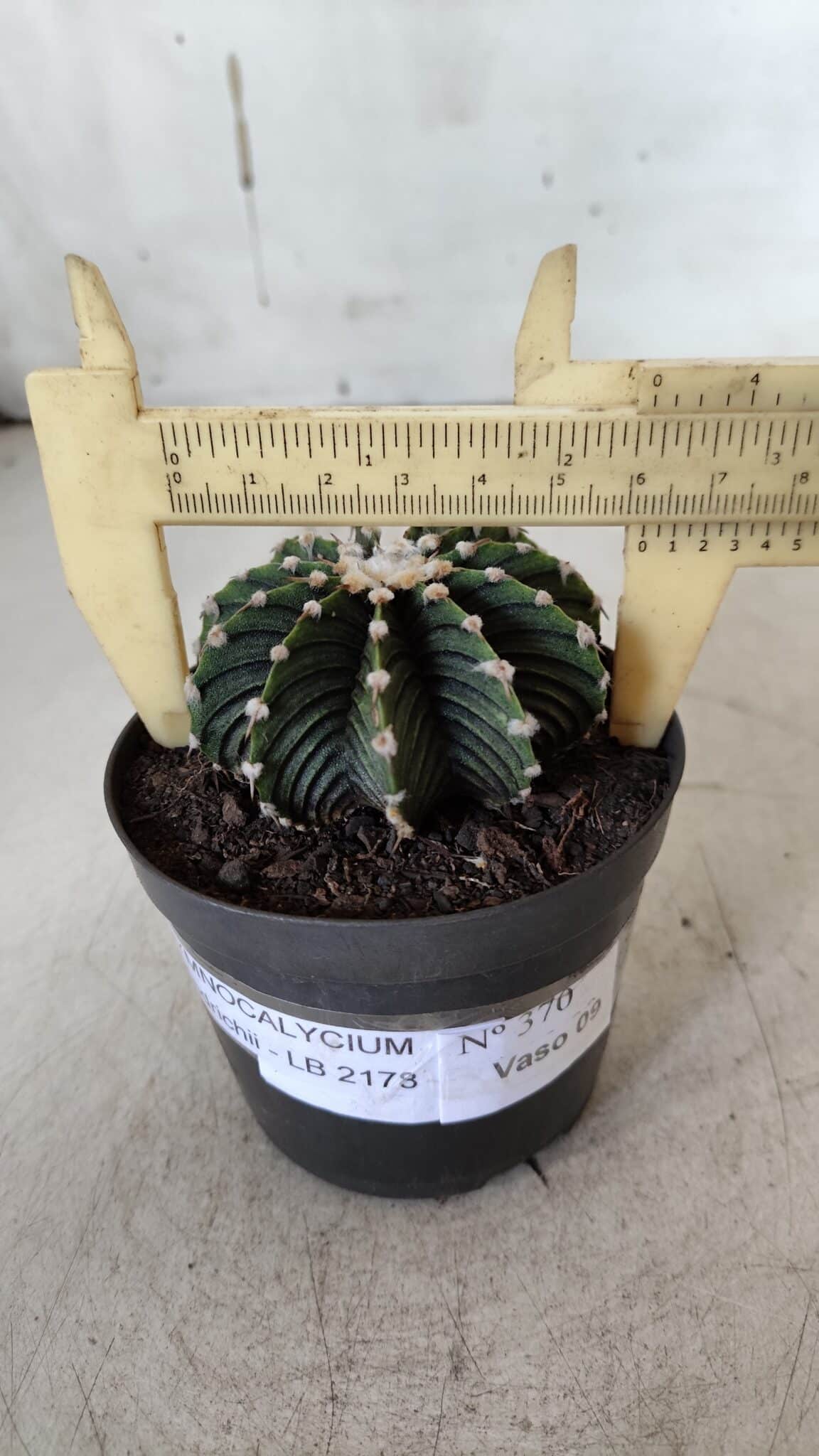 GYMNOCALYCIUM Friedrichii LB 2178 - Nº 370 – vaso 09