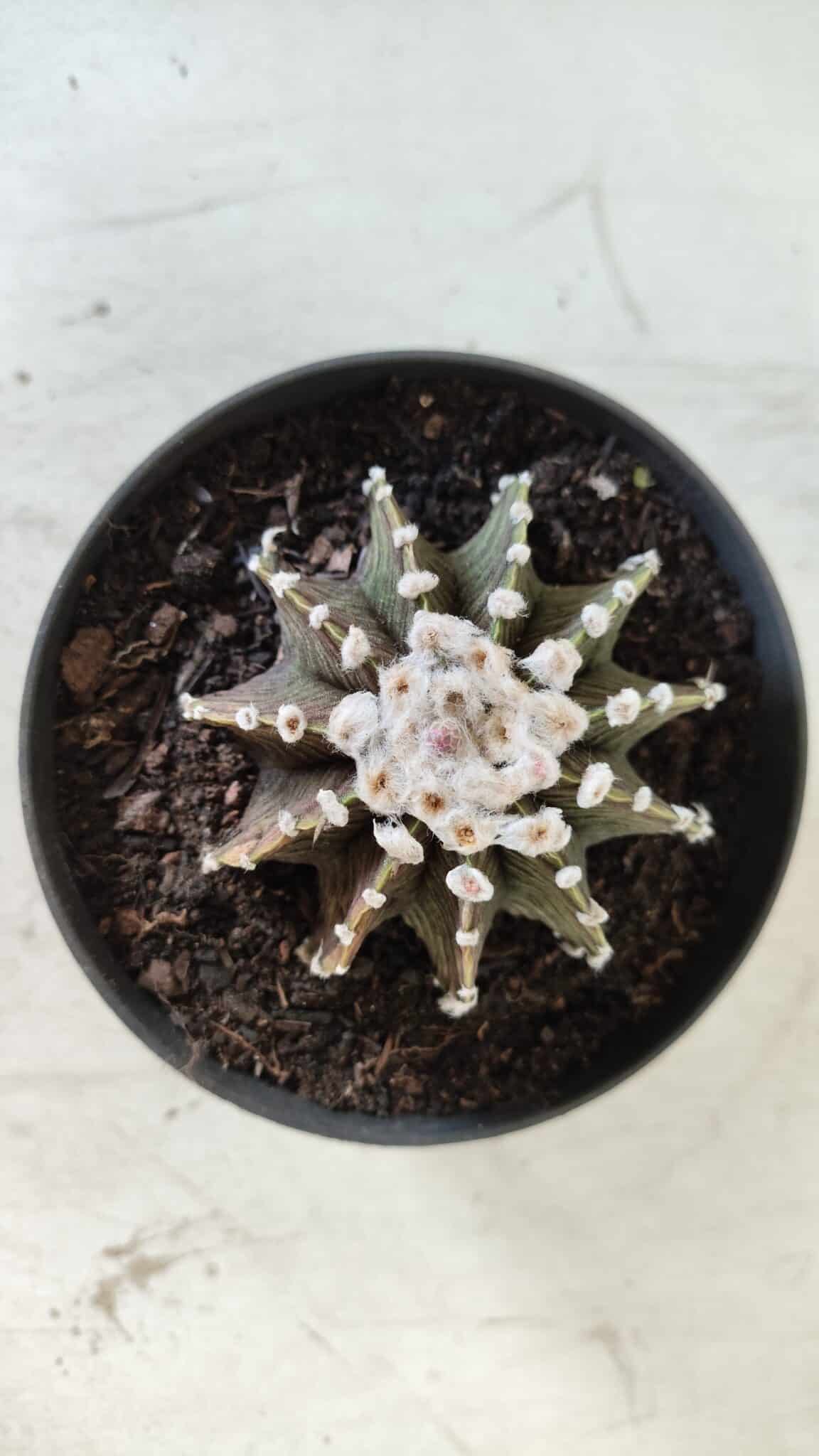 GYMNOCALYCIUM Friedrichii LB 2178 - Nº 370 – vaso 11