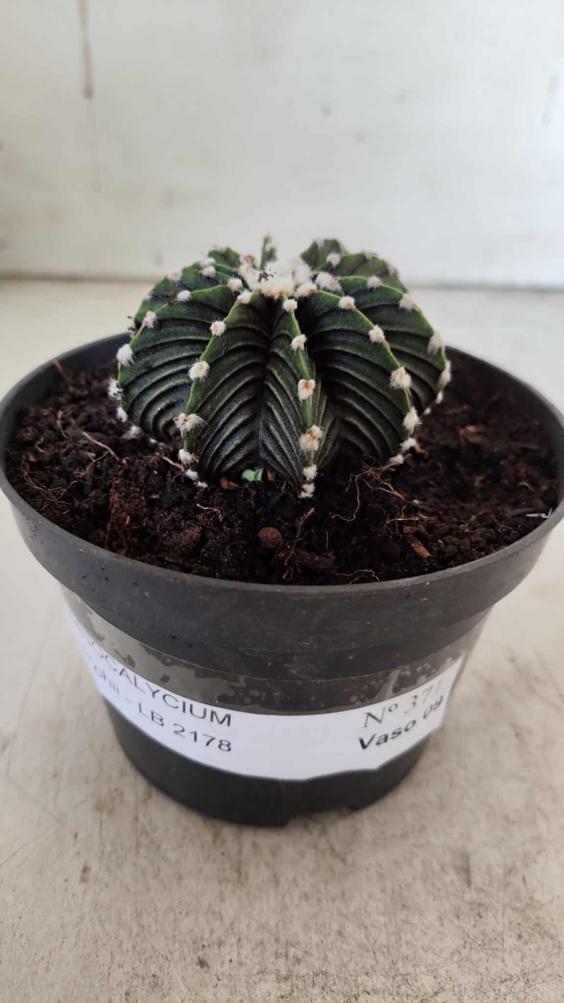 GYMNOCALYCIUM Friedrichii LB 2178 - Nº 371 – vaso 11