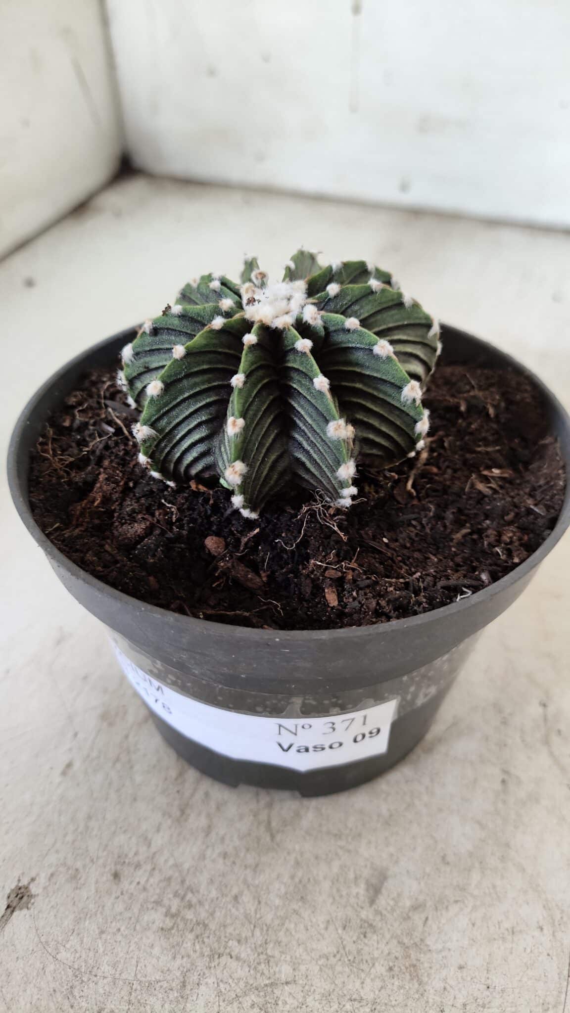 GYMNOCALYCIUM Friedrichii LB 2178 - Nº 371 – vaso 11