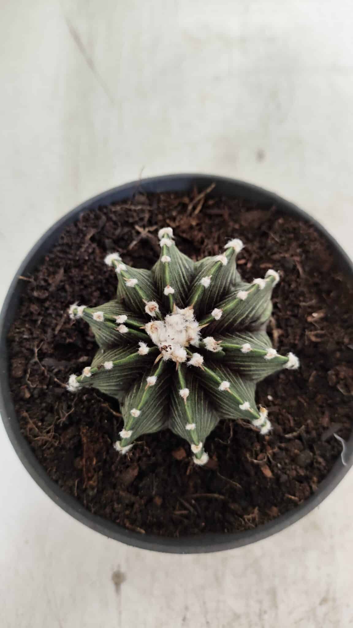 GYMNOCALYCIUM Friedrichii LB 2178 - Nº 371 – vaso 11