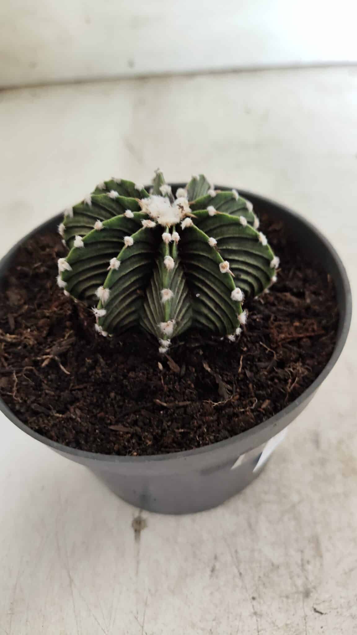 GYMNOCALYCIUM Friedrichii LB 2178 - Nº 371 – vaso 11