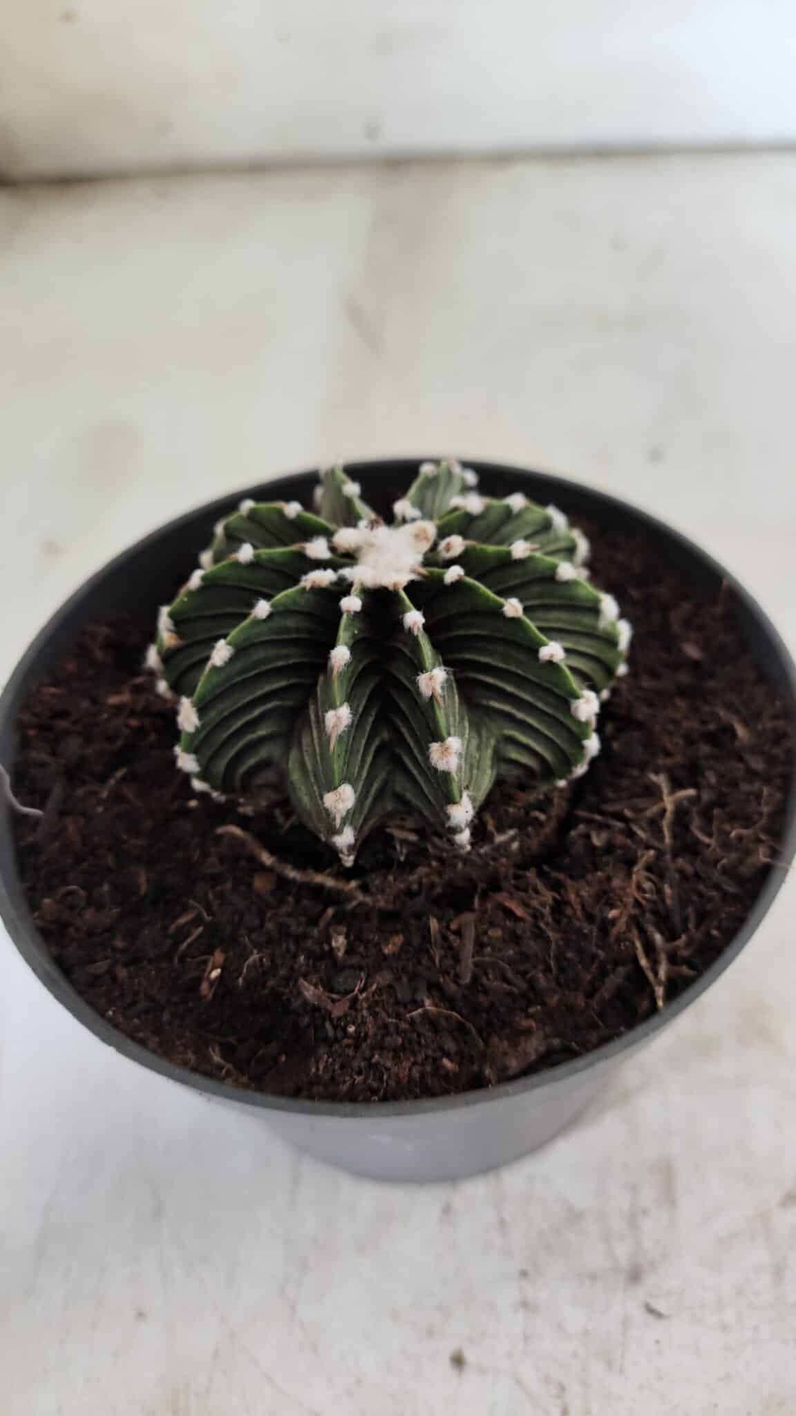 GYMNOCALYCIUM Friedrichii LB 2178 - Nº 371 – vaso 11