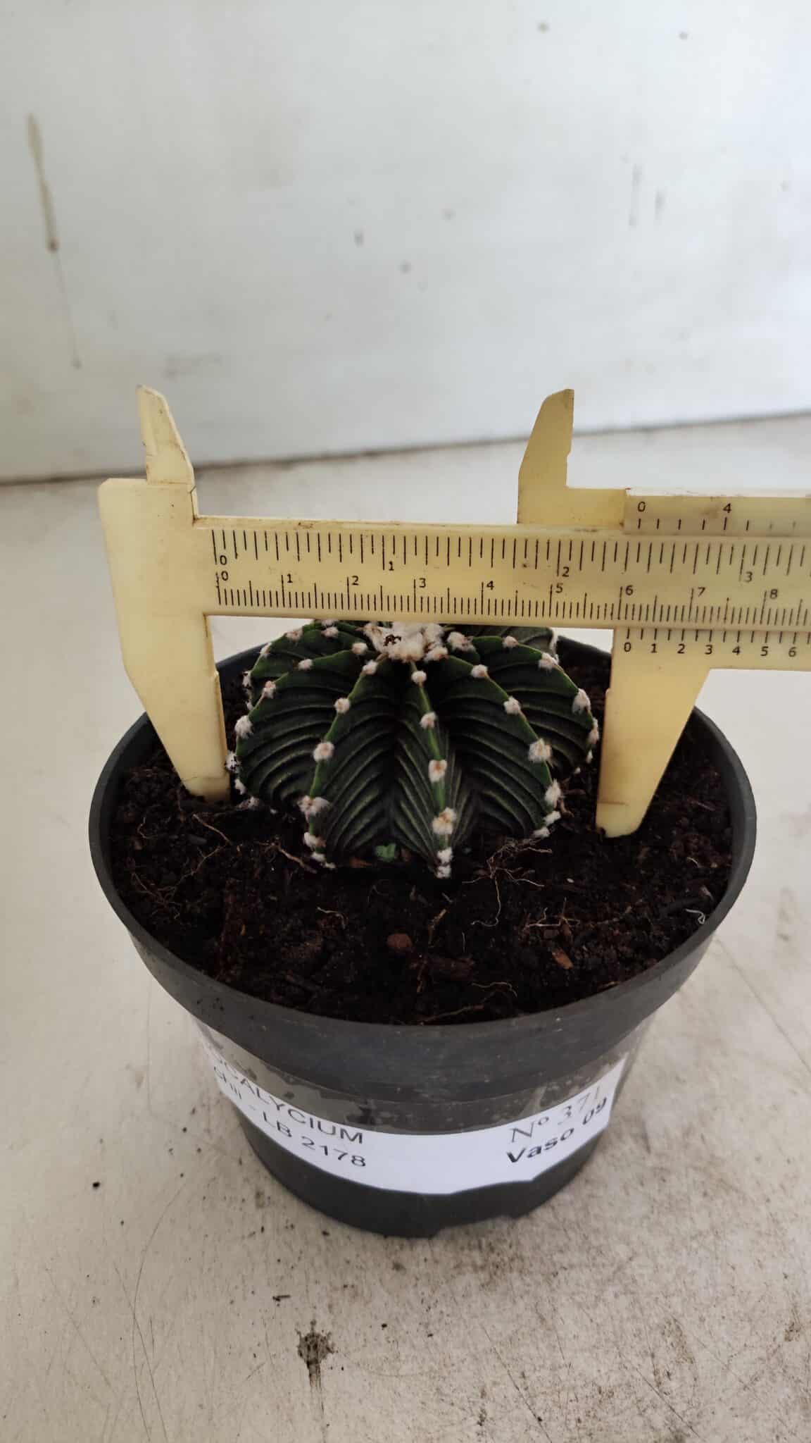 GYMNOCALYCIUM Friedrichii LB 2178 - Nº 371 – vaso 11