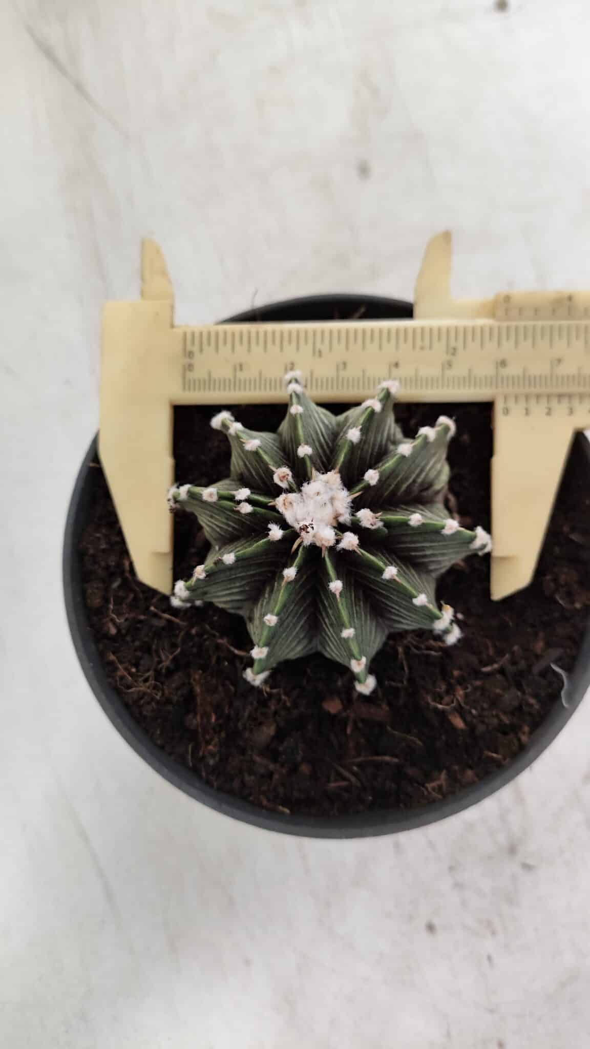 GYMNOCALYCIUM Friedrichii LB 2178 - Nº 371 – vaso 11