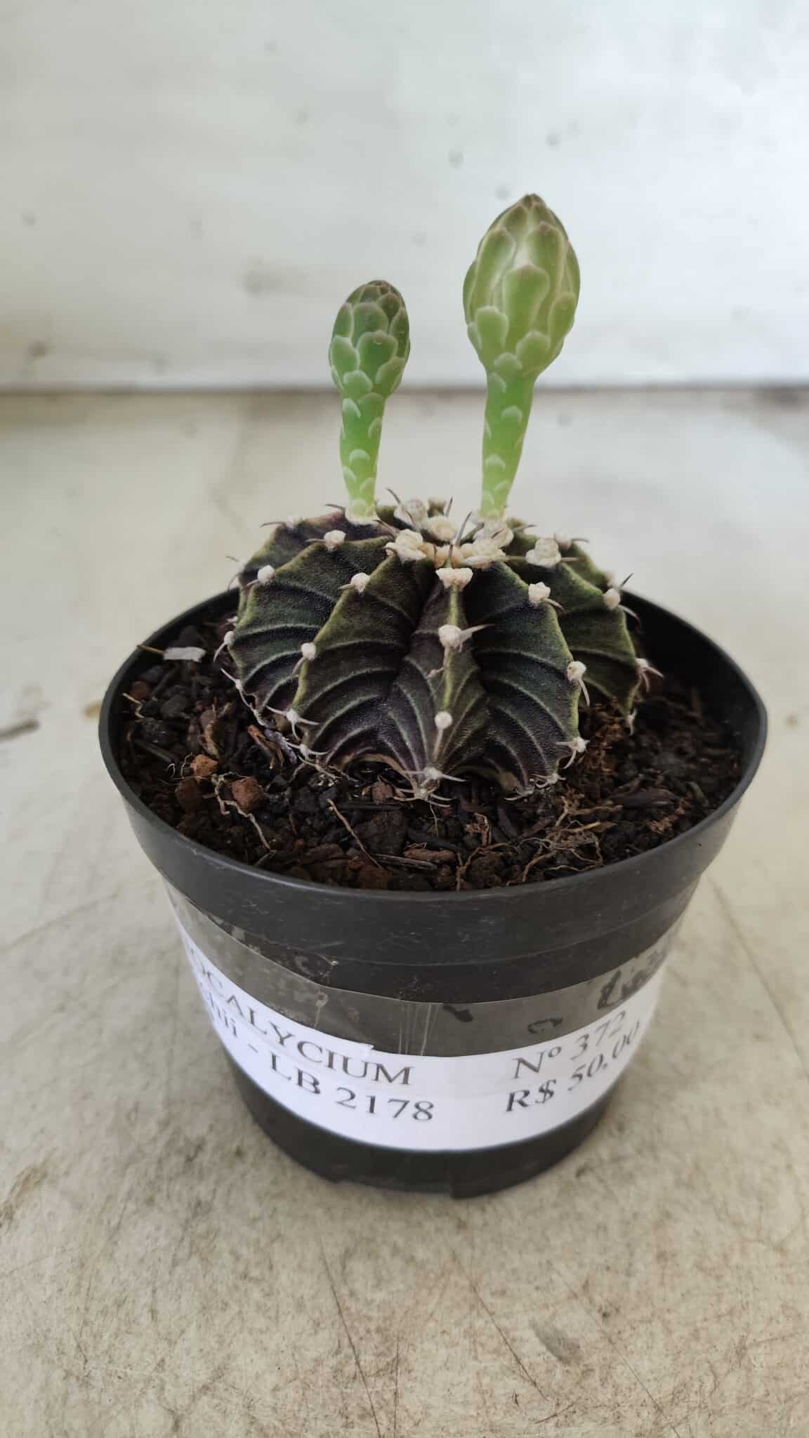 GYMNOCALYCIUM Friedrichii LB 2178 - Nº 372 – vaso 09