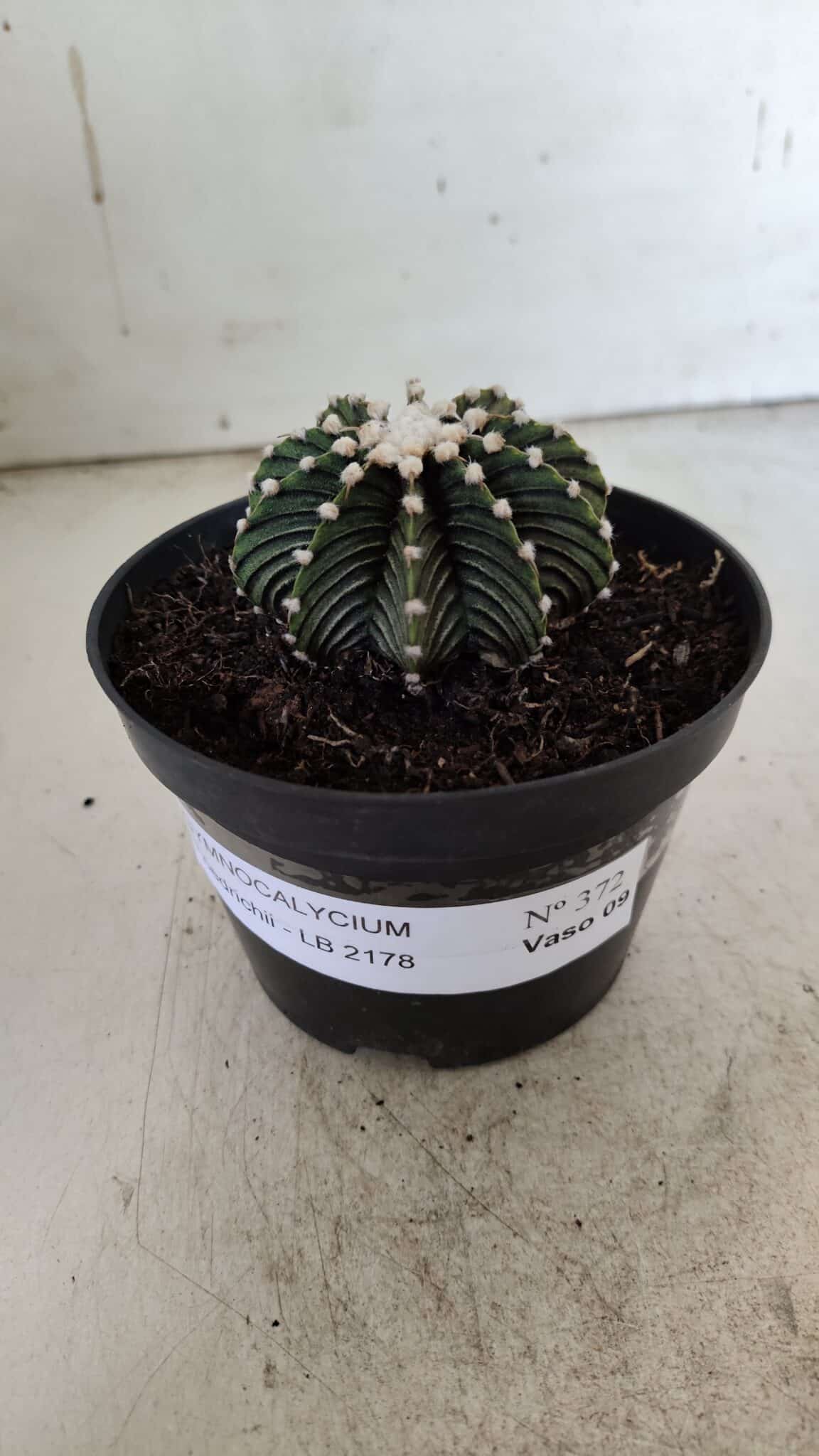 GYMNOCALYCIUM Friedrichii LB 2178 - Nº 372 – vaso 11
