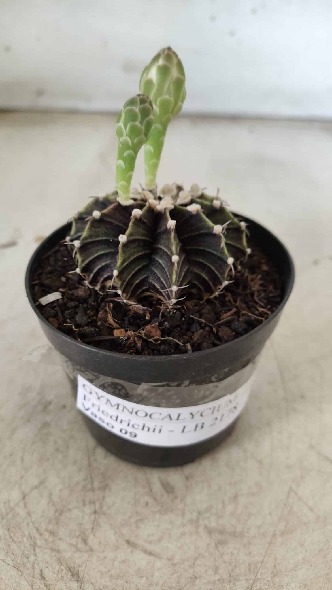 GYMNOCALYCIUM Friedrichii LB 2178 - Nº 372 – vaso 09