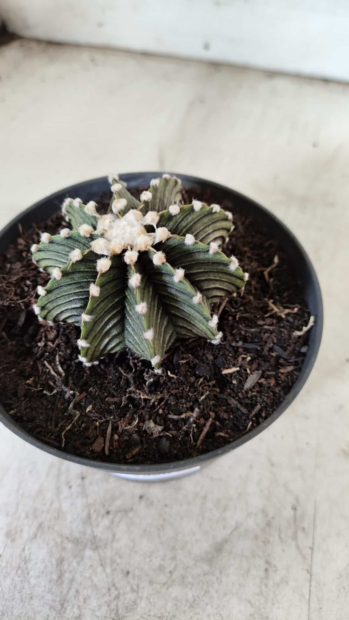 GYMNOCALYCIUM Friedrichii LB 2178 - Nº 372 – vaso 11