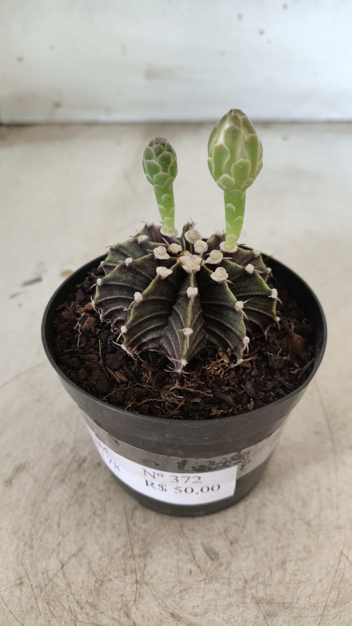 GYMNOCALYCIUM Friedrichii LB 2178 - Nº 372 – vaso 09