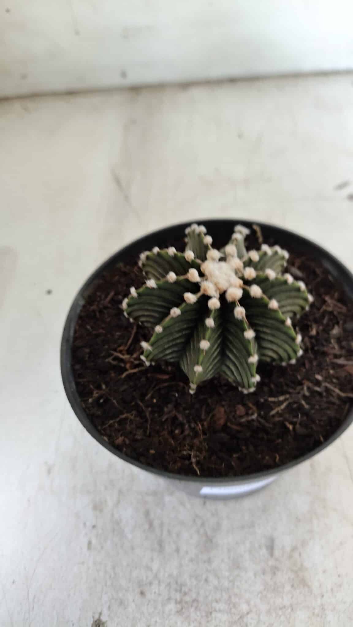 GYMNOCALYCIUM Friedrichii LB 2178 - Nº 372 – vaso 11